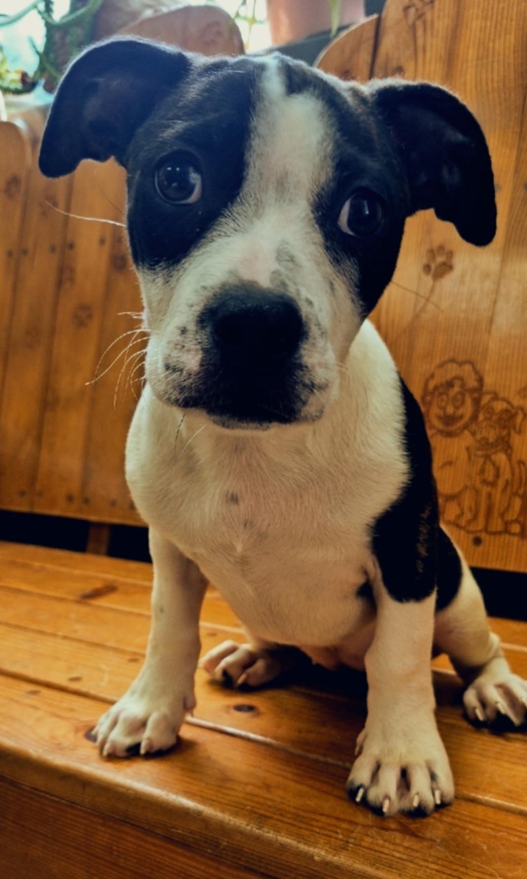 Enlarge Slick, an adopted mixed breed in Parsons, KS image 1/1