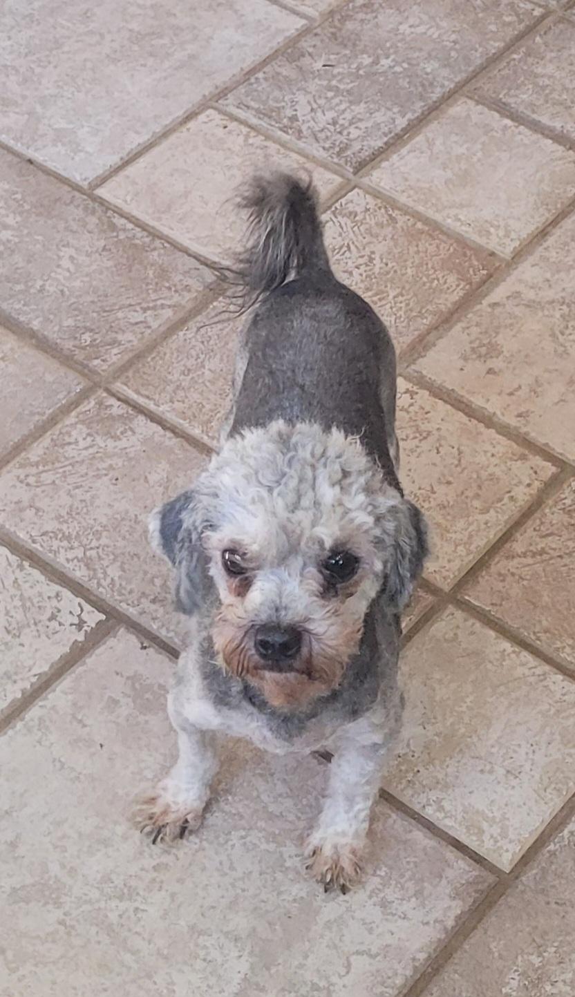 Enlarge Ben, a Adoptable Poodle (Toy) in Clarksburg, MD image 3/5