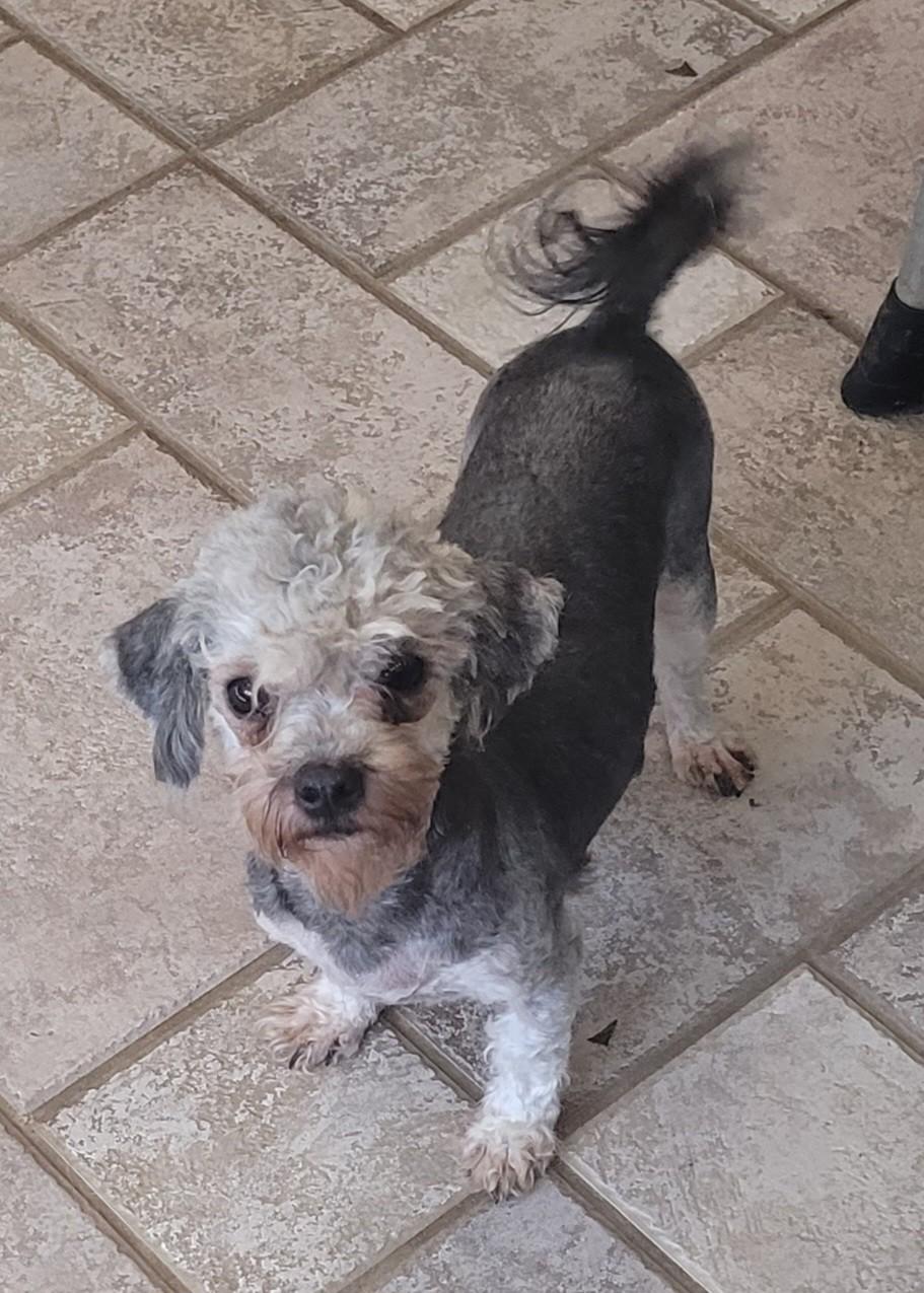 Enlarge Ben, a Adoptable Poodle (Toy) in Clarksburg, MD image 1/5