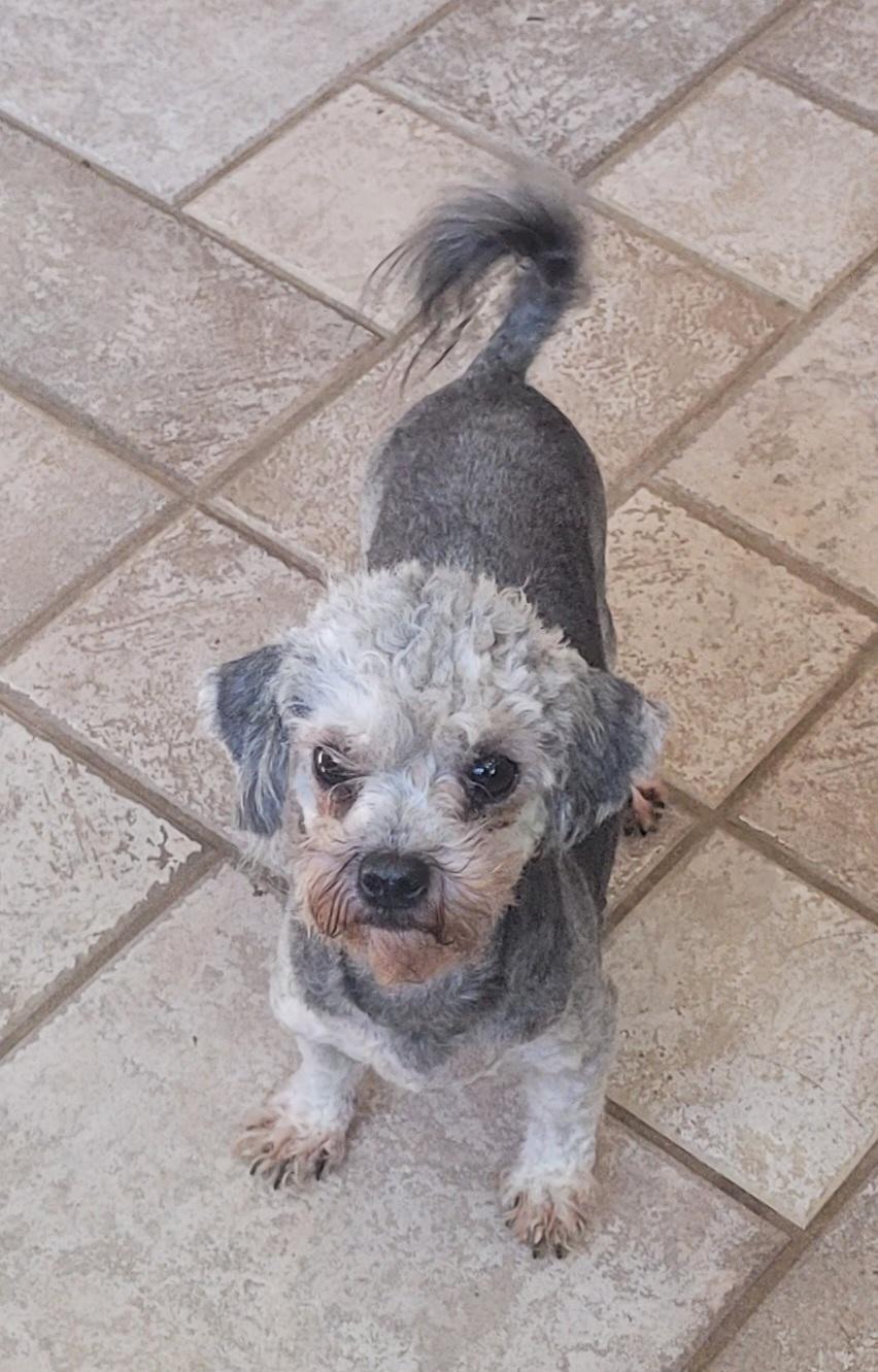 Enlarge Ben, a Adoptable Poodle (Toy) in Clarksburg, MD image 4/5