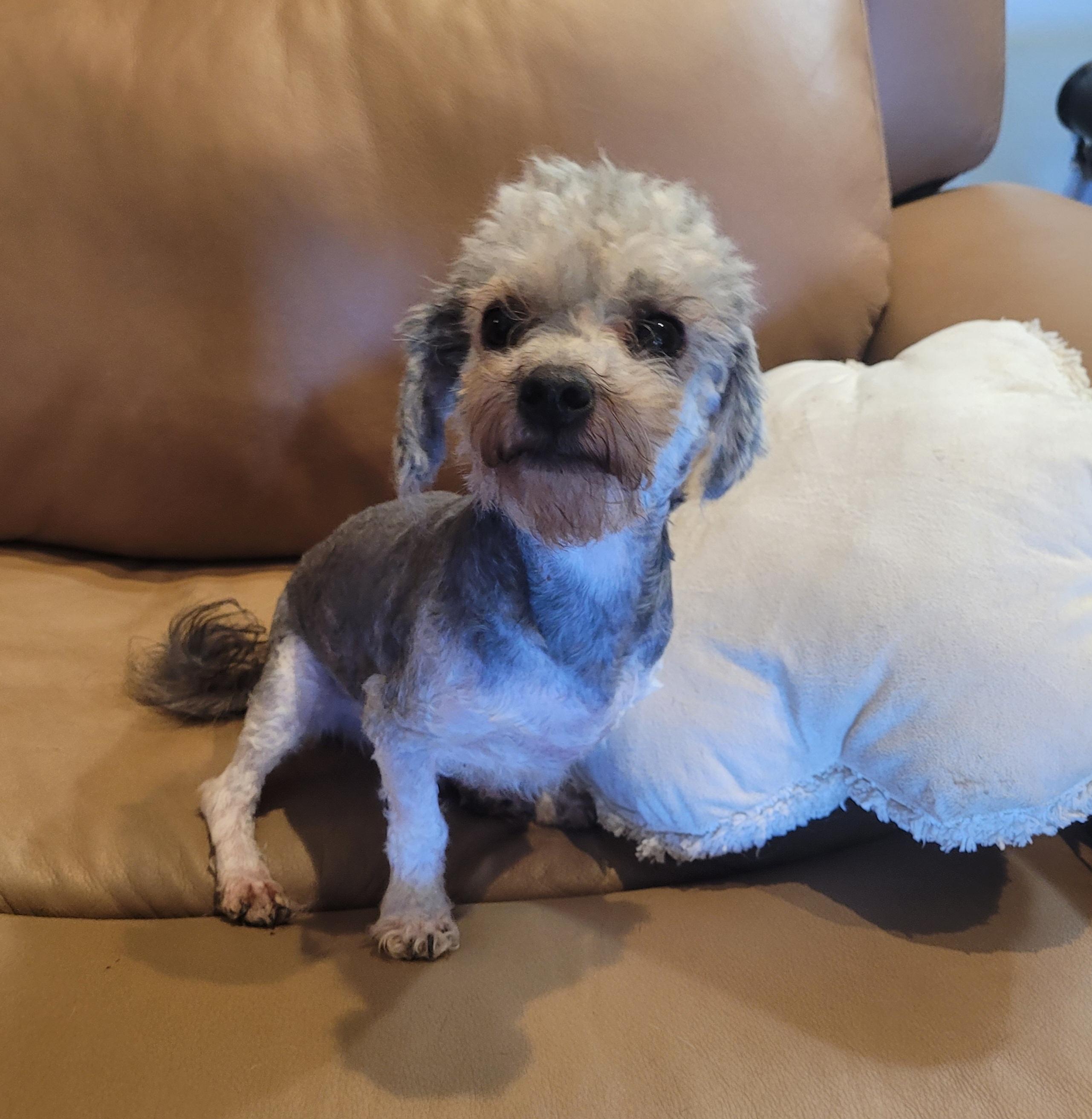 Enlarge Ben, a Adoptable Poodle (Toy) in Clarksburg, MD image 2/5