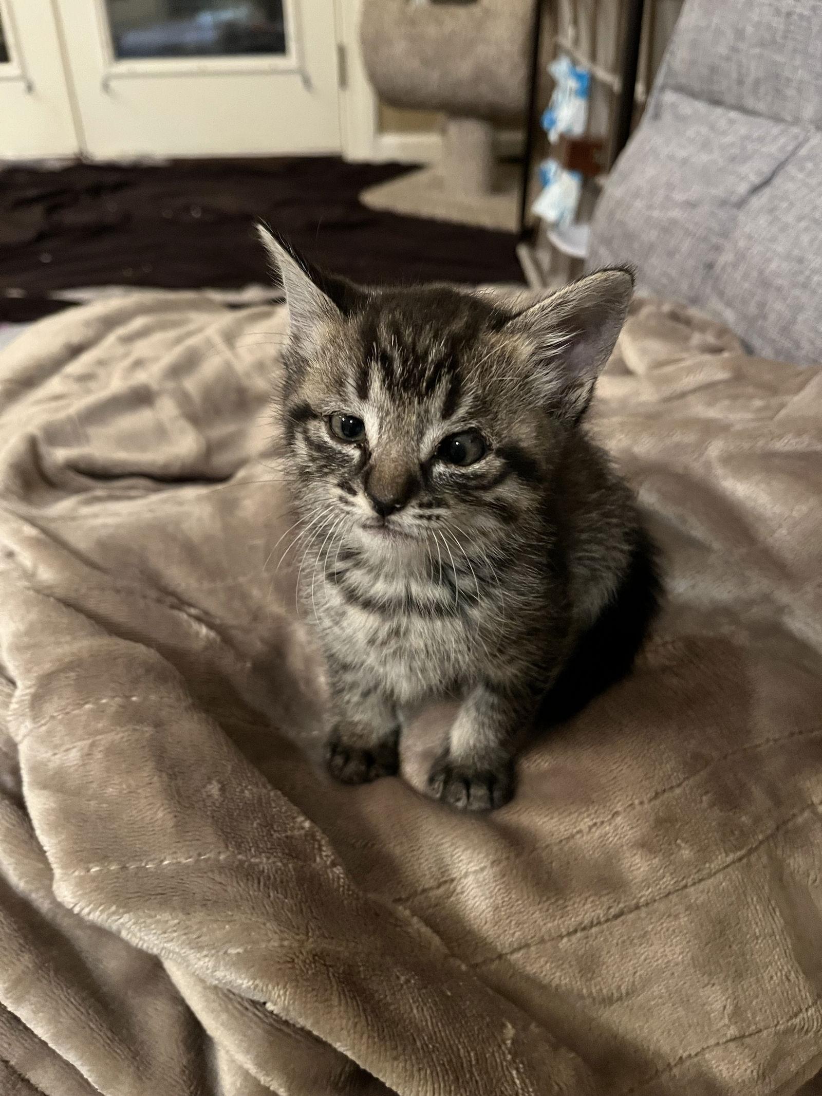 Misty, a Adopted Domestic Short Hair in Horn Lake, MS image 1/2