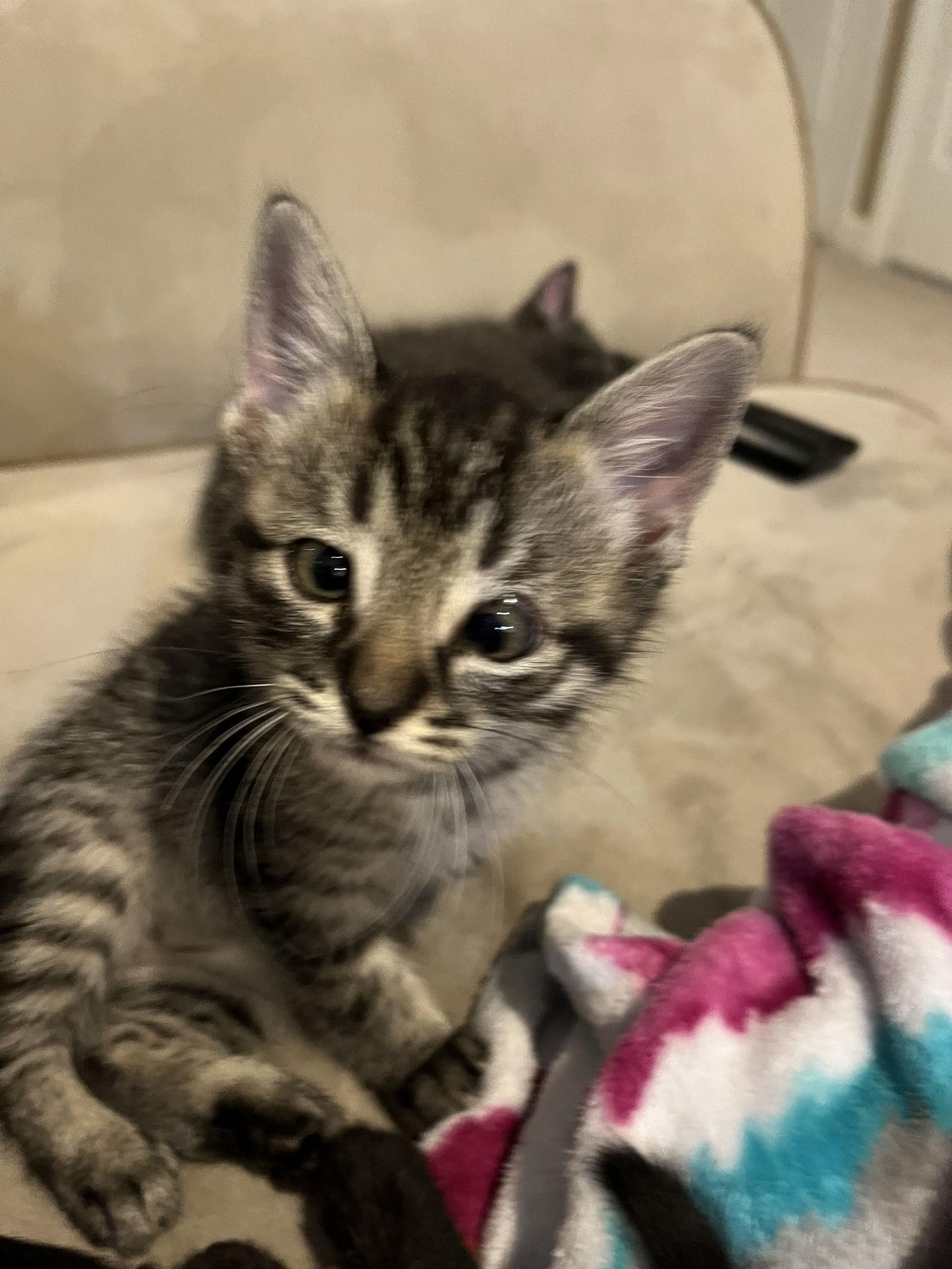 Misty, a Adopted Domestic Short Hair in Horn Lake, MS image 2/2