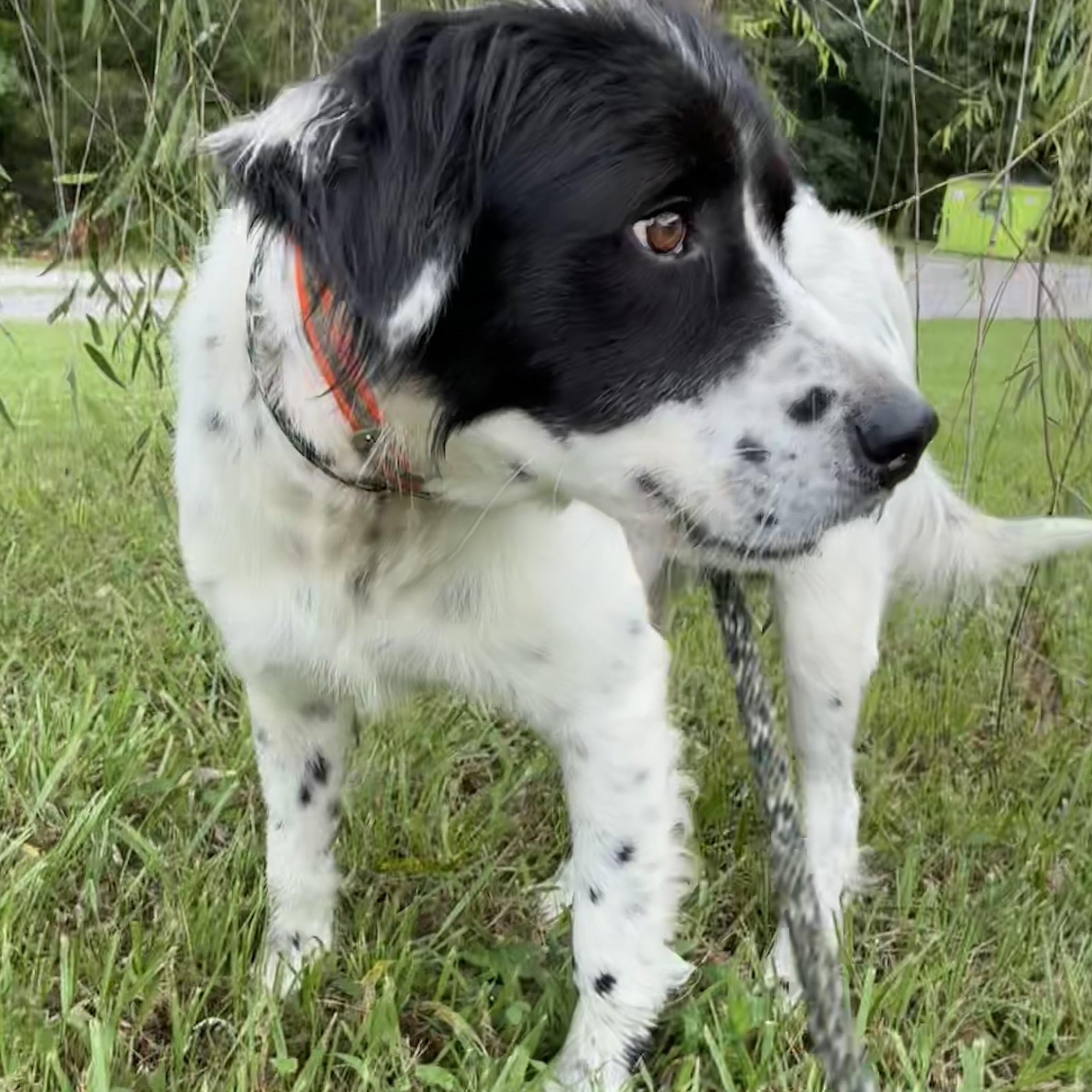 Enlarge Gregory, an adopted mixed breed in Cumberland , VA image 2/2