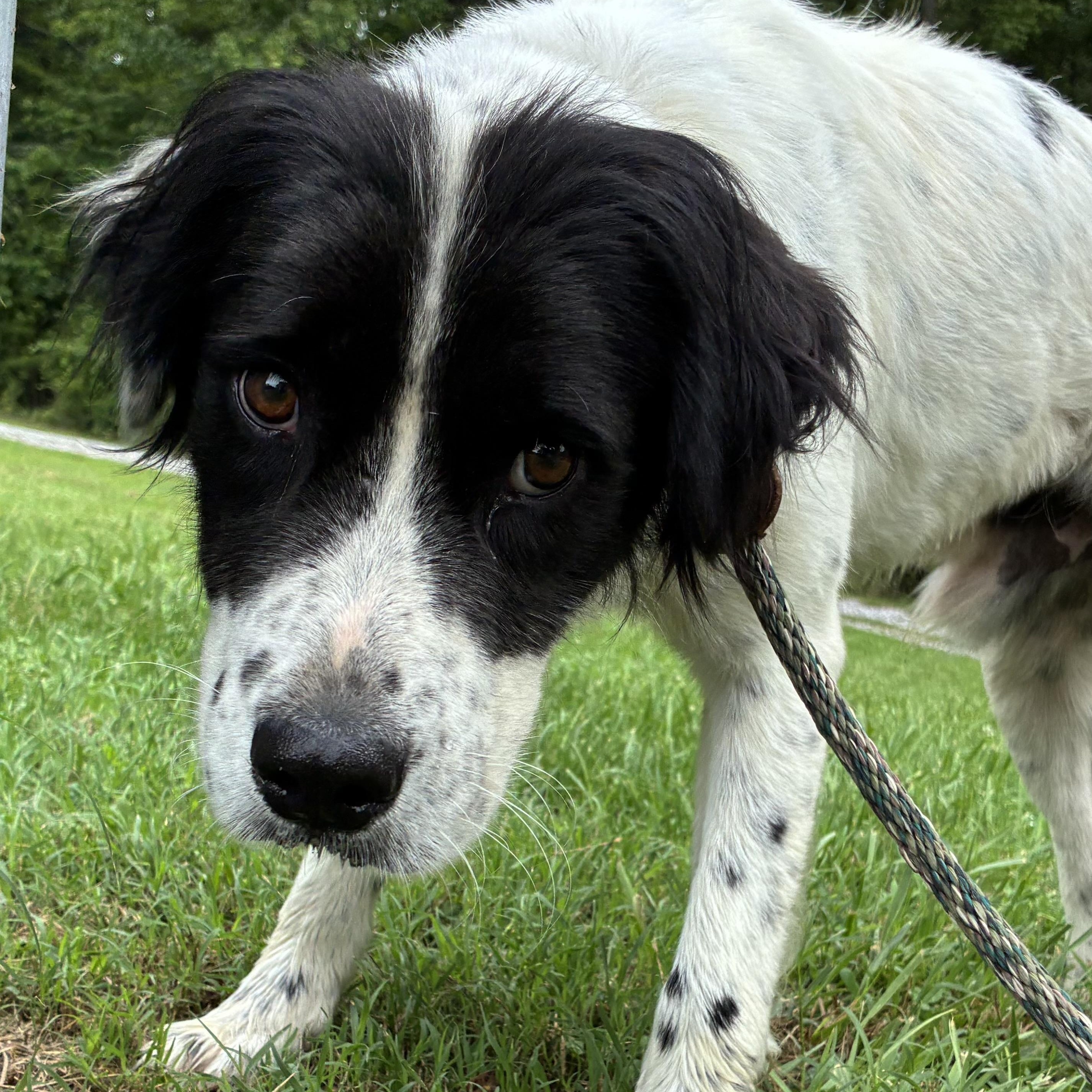Gregory, adopted, Young Male English Springer Spaniel & Setter.