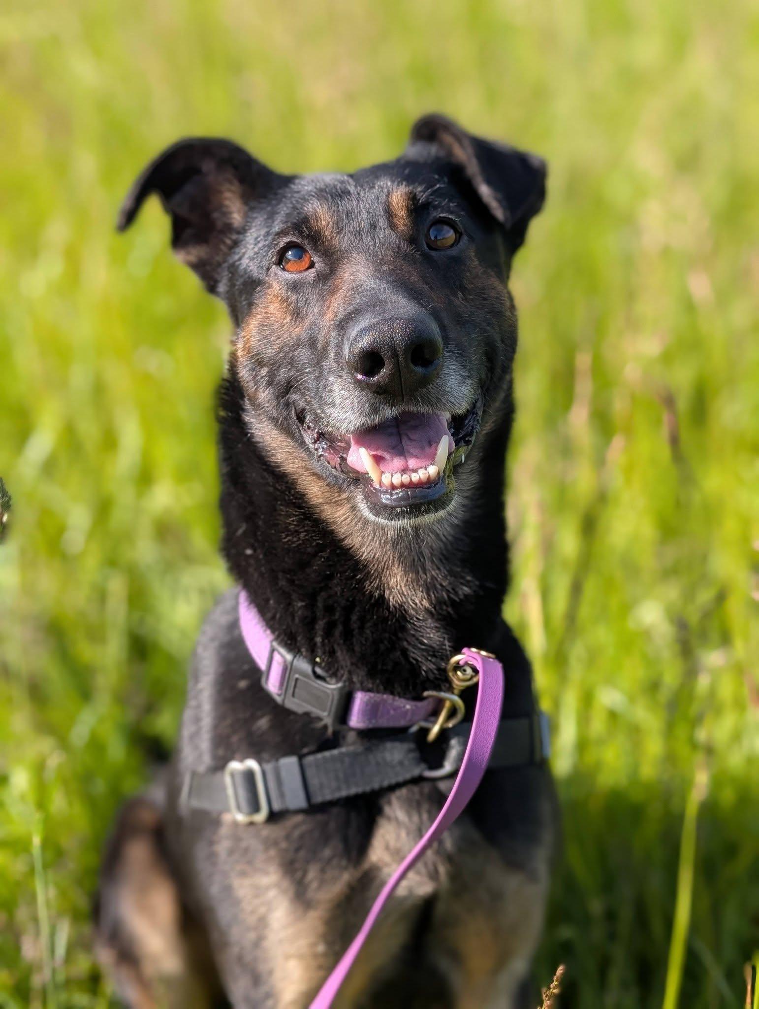 Enlarge Jersey, a ADOPTABLE mixed breed in Bellingham, WA image 1/4