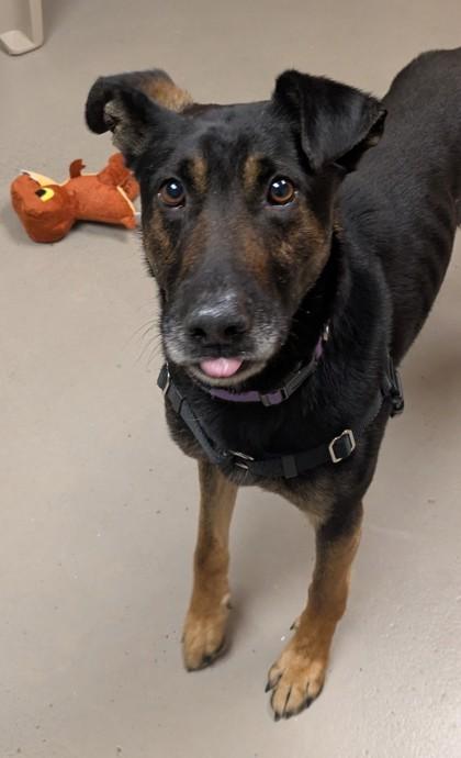 Enlarge Jersey, a ADOPTABLE mixed breed in Bellingham, WA image 4/4