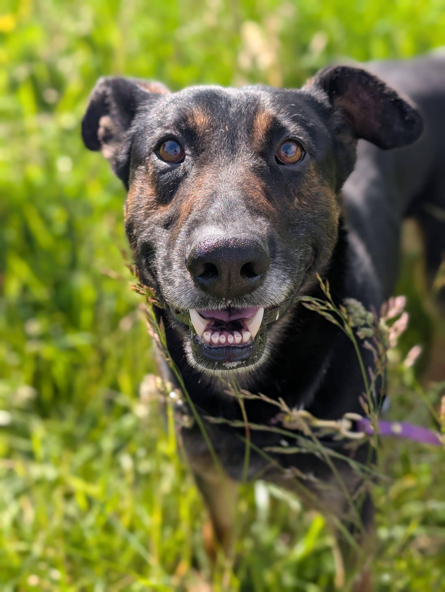 Enlarge Jersey, a ADOPTABLE mixed breed in Bellingham, WA image 2/4