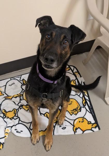 Enlarge Jersey, a ADOPTABLE mixed breed in Bellingham, WA image 3/4