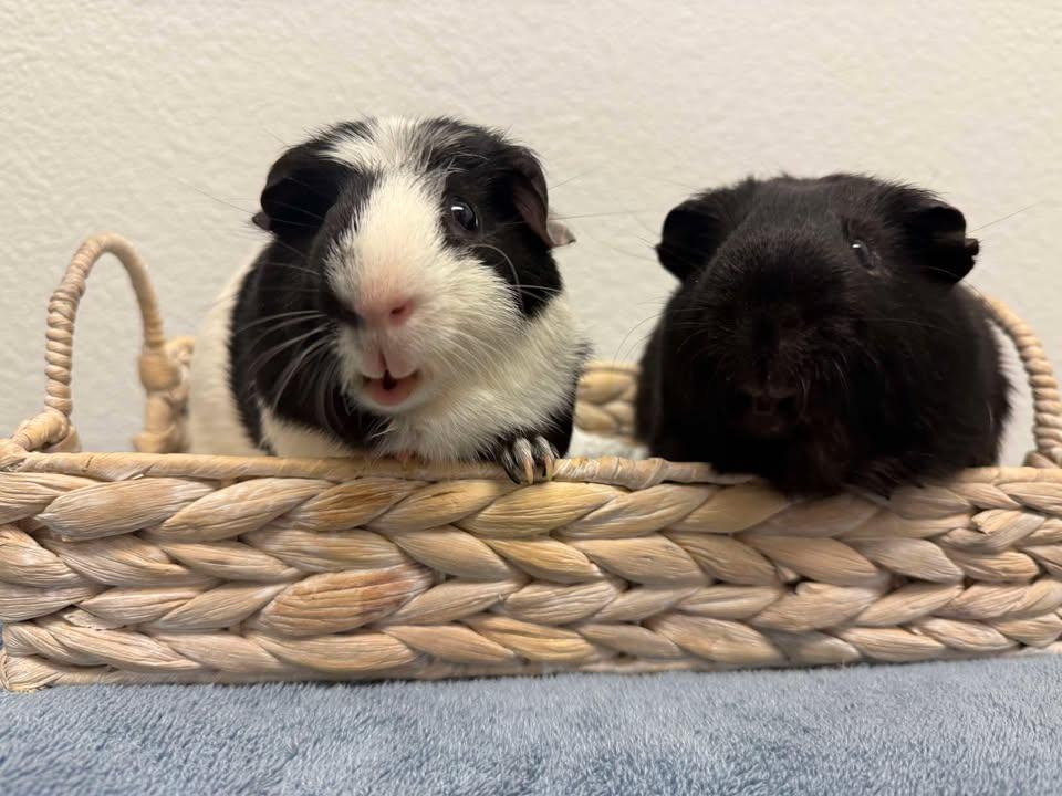 Oreo