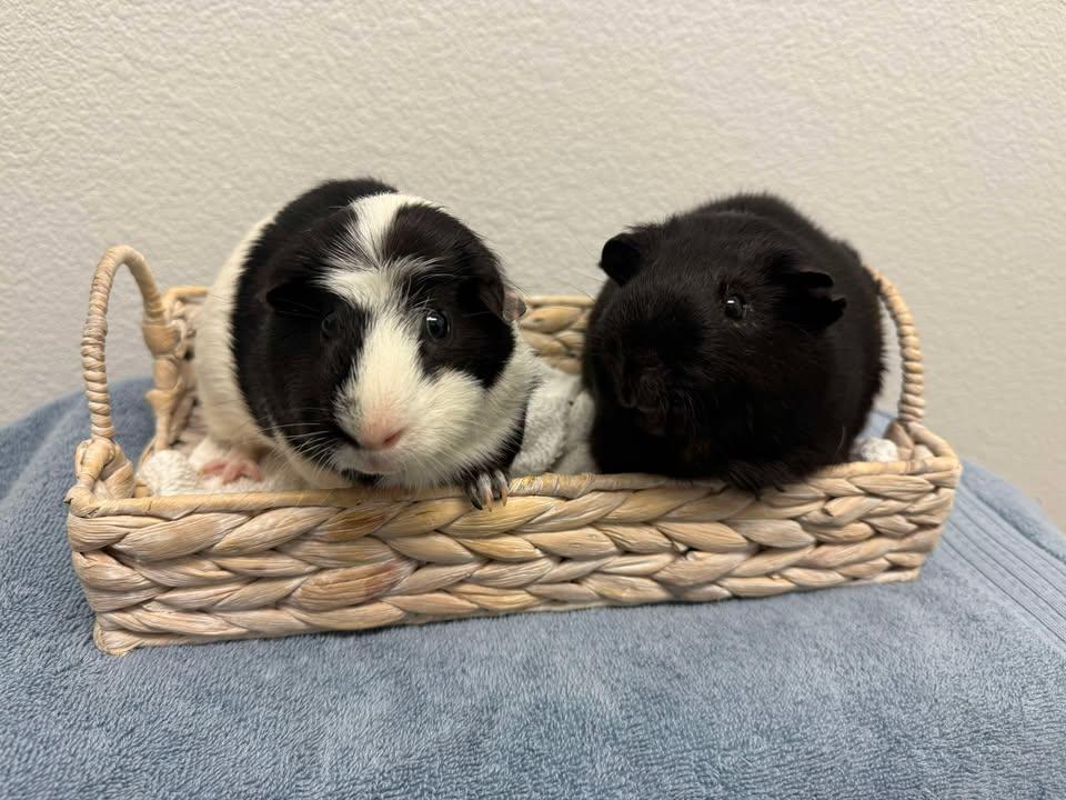 Enlarge Oreo, a Adoptable Guinea Pig in Oakley, CA image 2/4