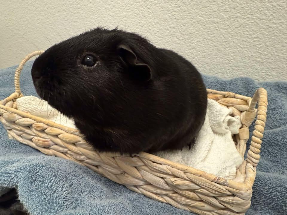 Oreo photo 2