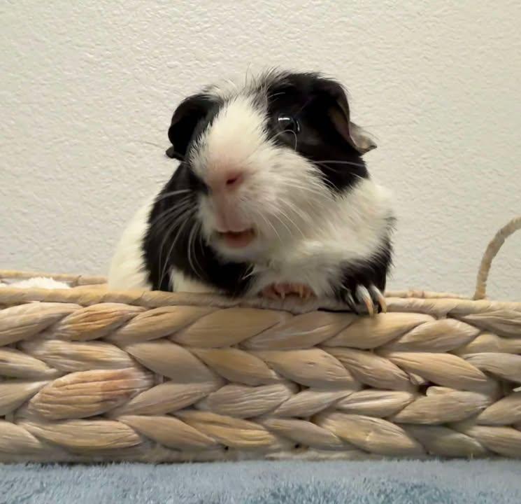 Enlarge Oreo, a Adoptable Guinea Pig in Oakley, CA image 4/4