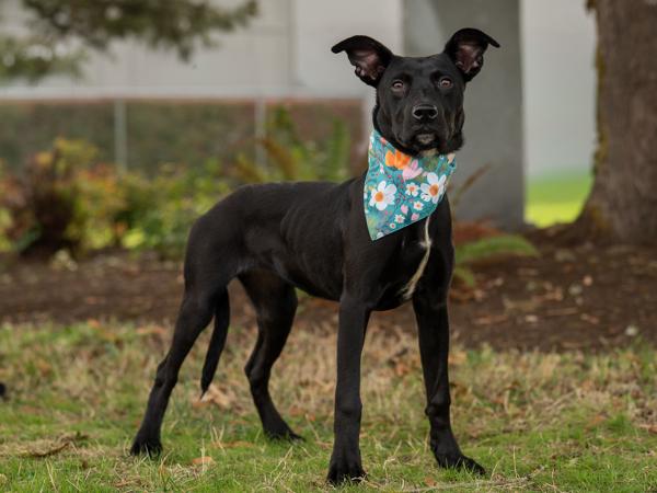 Enlarge Blueberry, a Adoptable mixed breed in Portland, OR image 1/1