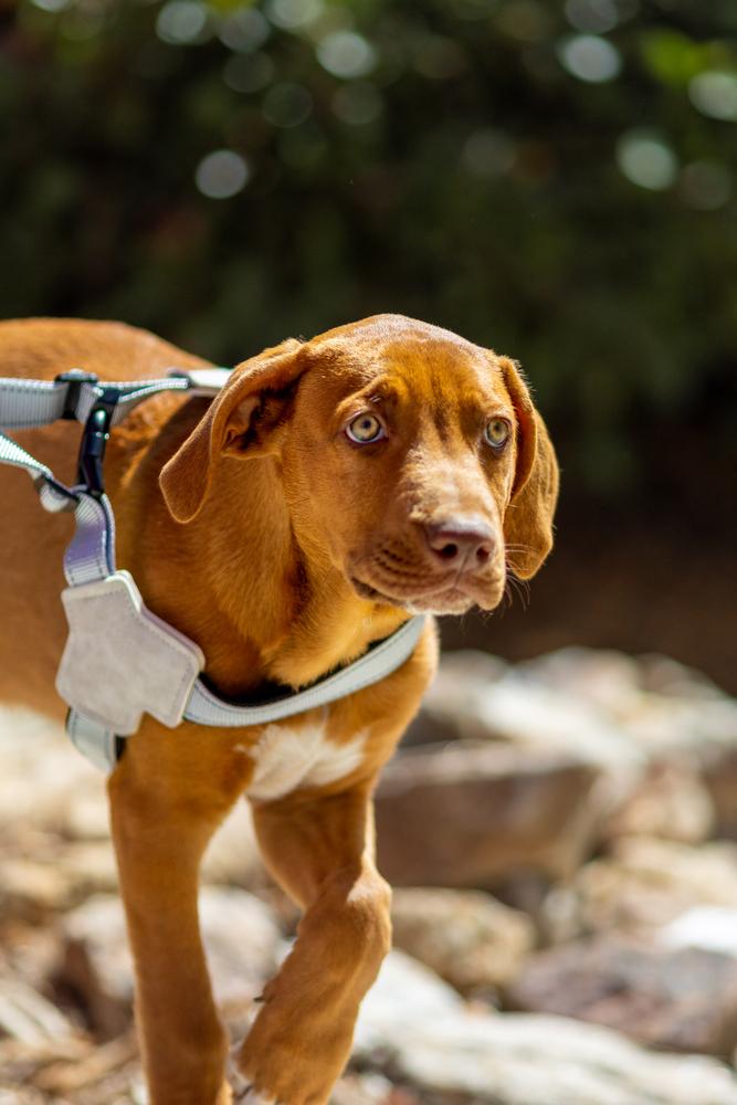 Bibi - Otis, Adoptable, Puppy Male Chihuahua & Dachshund.