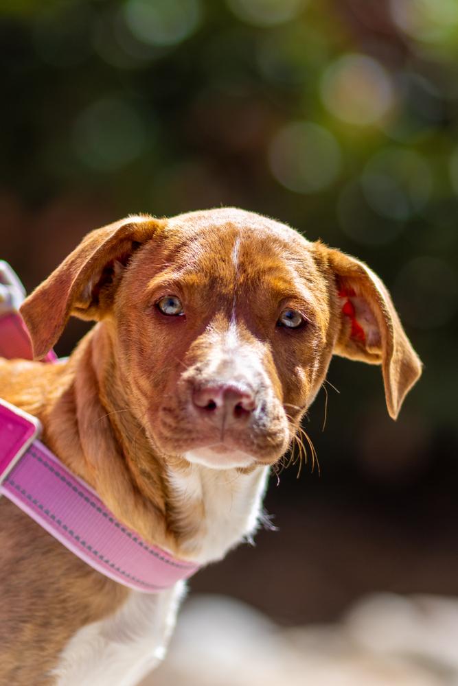 Enlarge Bibi - Otis, a Adoptable mixed breed in Bonita, CA image 2/5