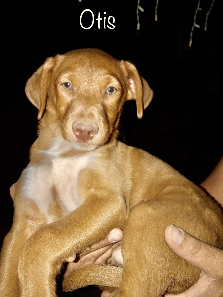 Enlarge Bibi - Otis, a Adoptable mixed breed in Bonita, CA image 4/5