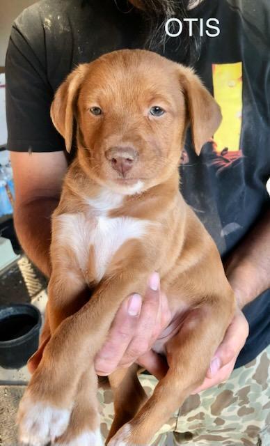 Enlarge Bibi - Otis, a Adoptable mixed breed in Bonita, CA image 5/5