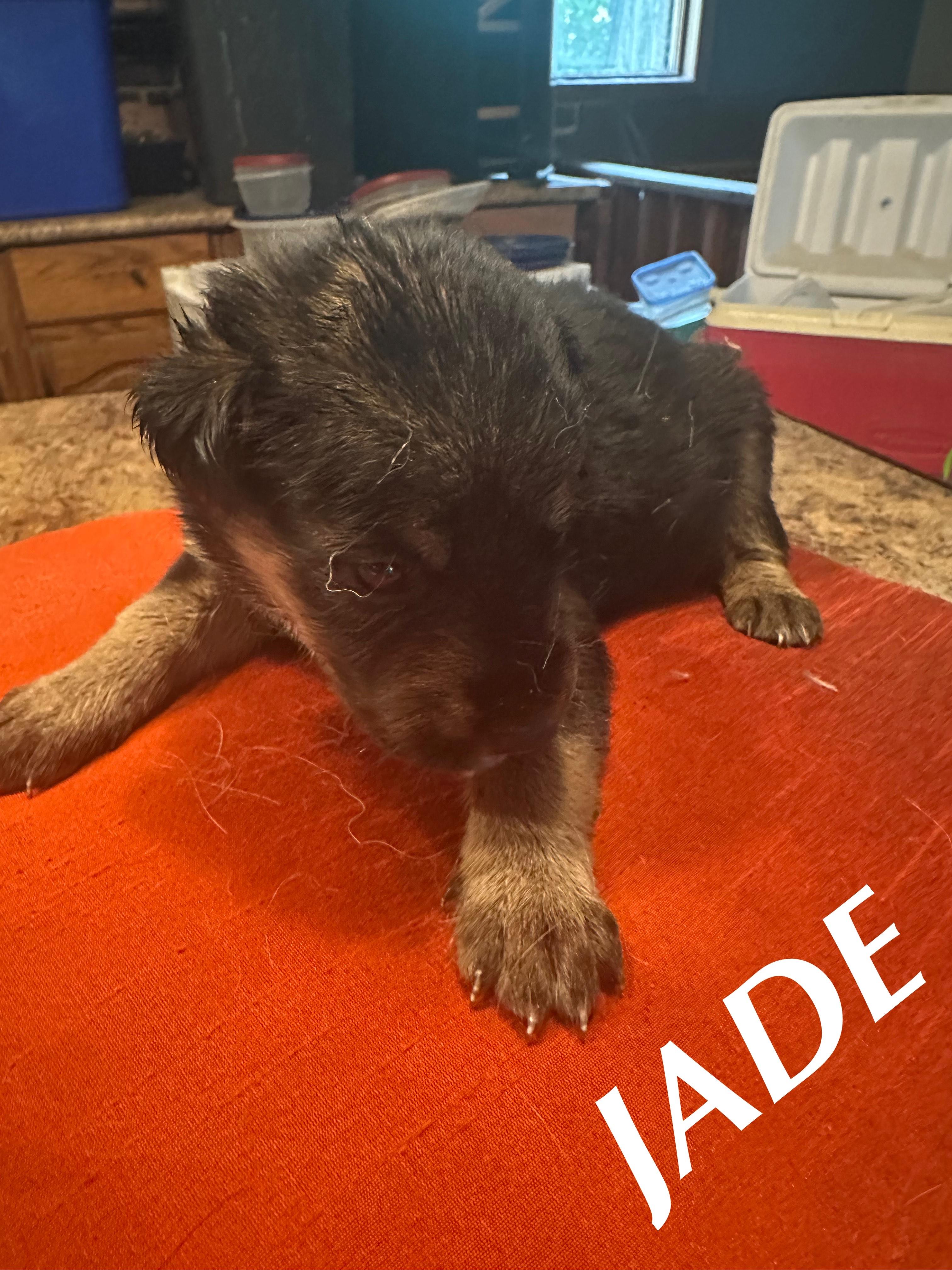Jade, an adoptable Rottweiler, German Shepherd Dog in Winnipeg, MB, R2C 3A4 | Photo Image 1