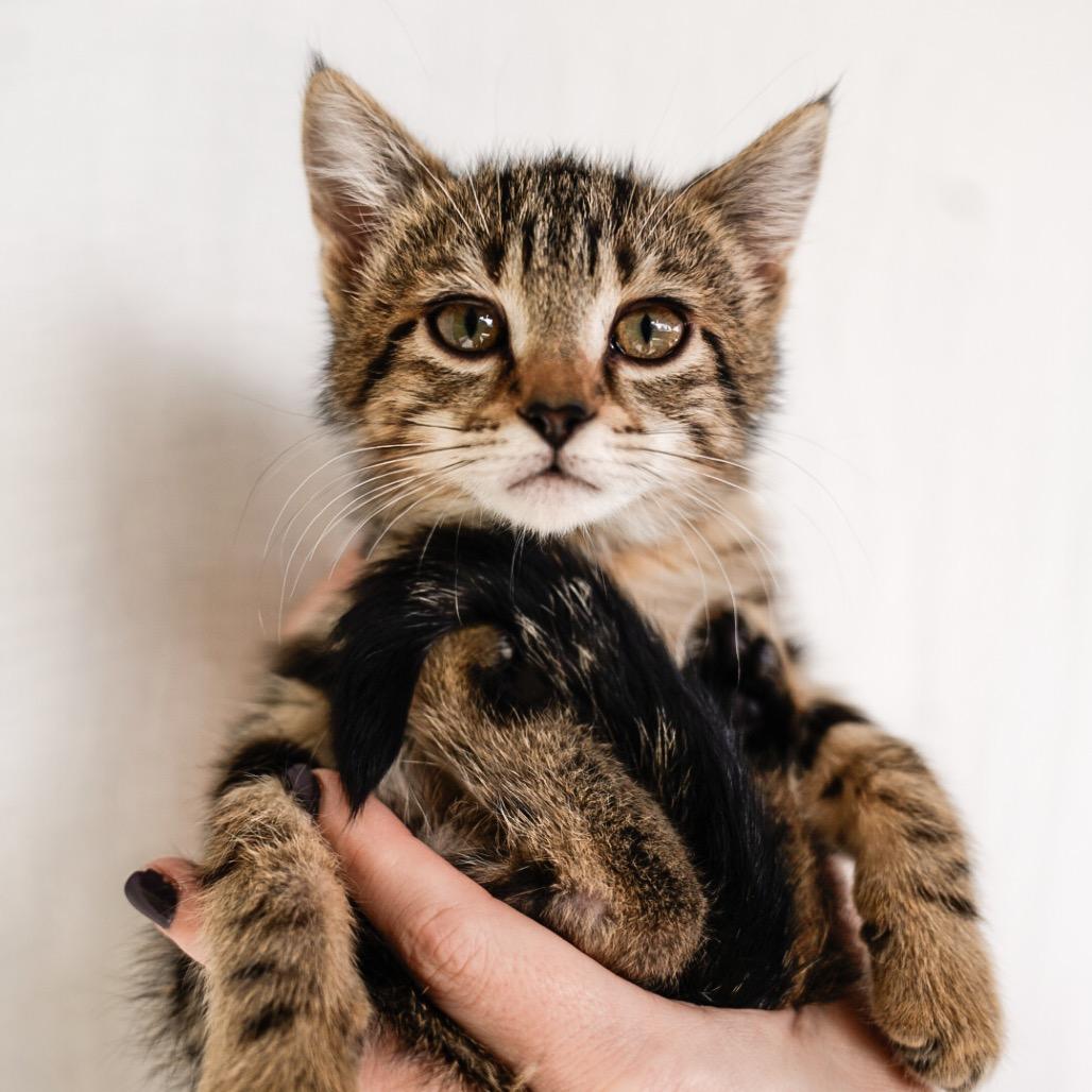 Enlarge Brittany, a Adoptable Domestic Short Hair in Cathlamet, WA image 2/3