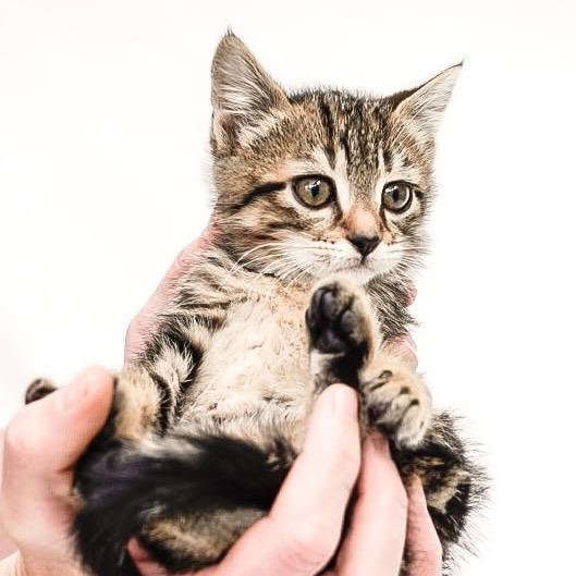 Brittany, Adoptable, Kitten Female Domestic Short Hair.