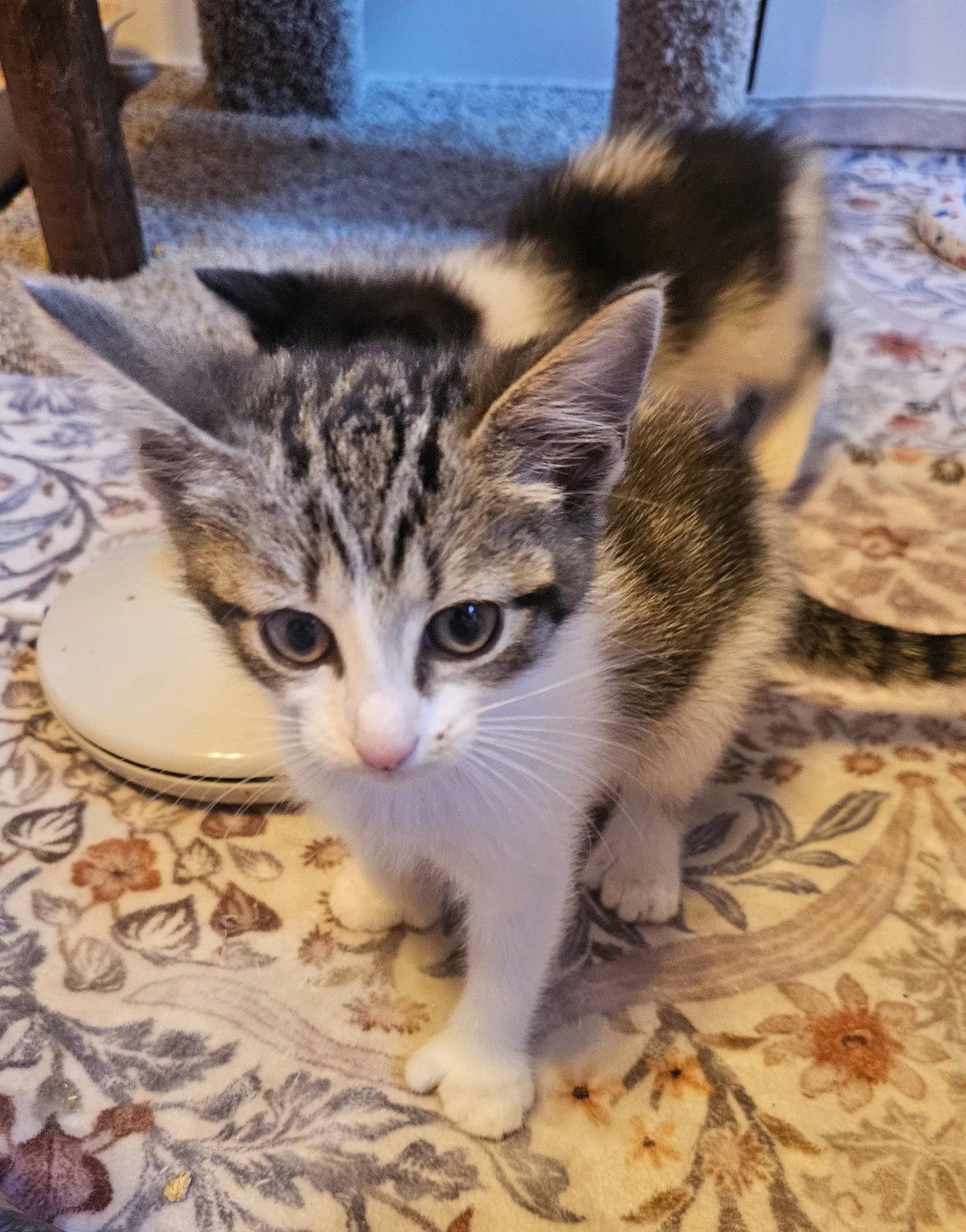 Lady Bunny, Adoptable, Kitten Female Extra-Toes Cat / Hemingway Polydactyl.