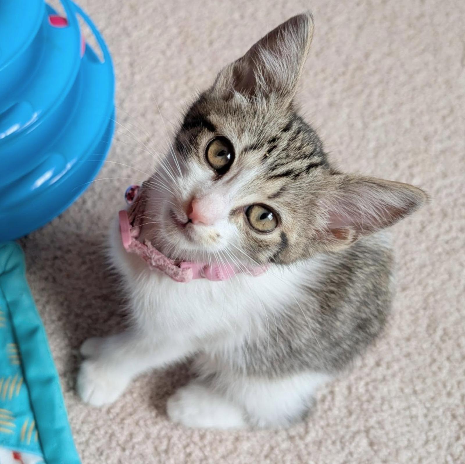 Lady Bunny, a Adoptable Extra-Toes Cat / Hemingway Polydactyl in Maggie Valley, NC image 2/2