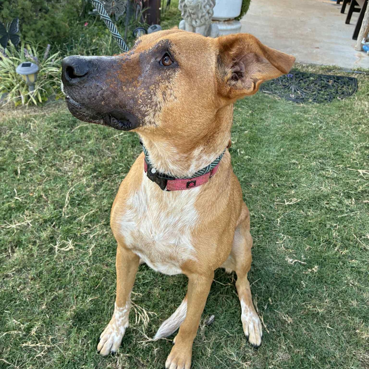 Ruby, a Adoptable mixed breed in Oklahoma City, OK image 3/6