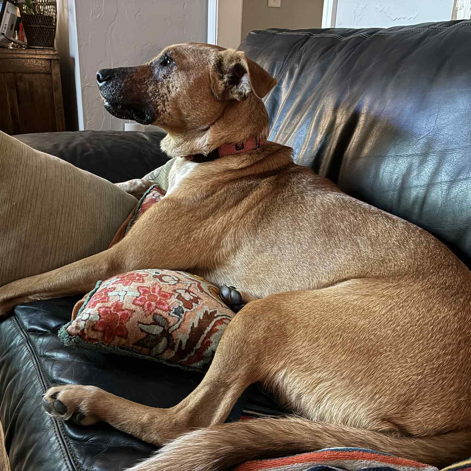 Ruby, a Adoptable mixed breed in Oklahoma City, OK image 4/6