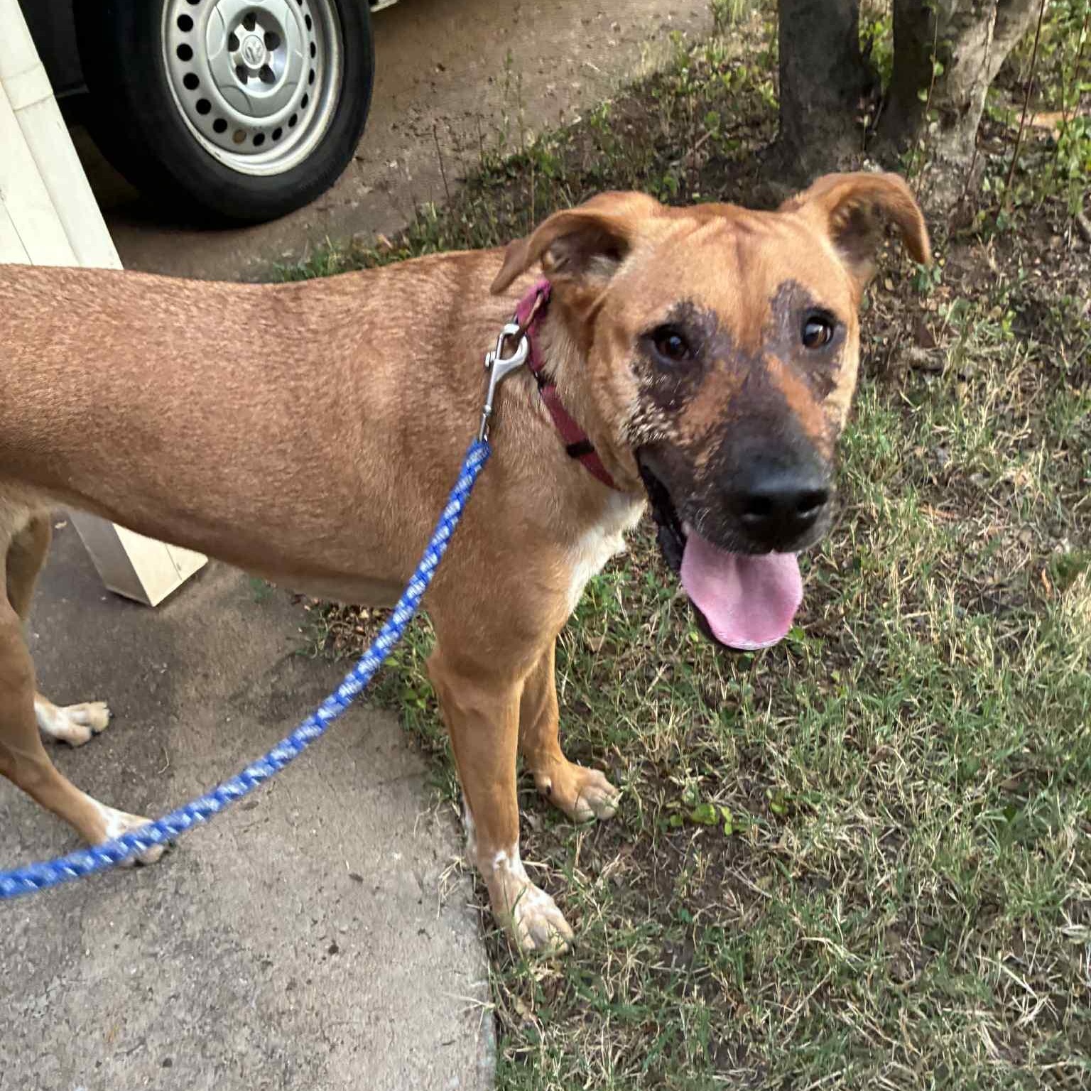 Ruby, a Adoptable mixed breed in Oklahoma City, OK image 6/6