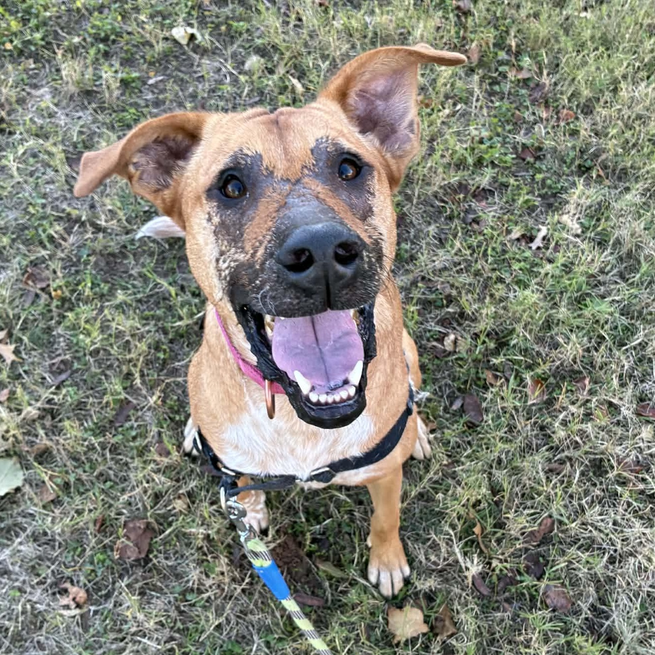 Ruby, a Adoptable mixed breed in Oklahoma City, OK image 1/6