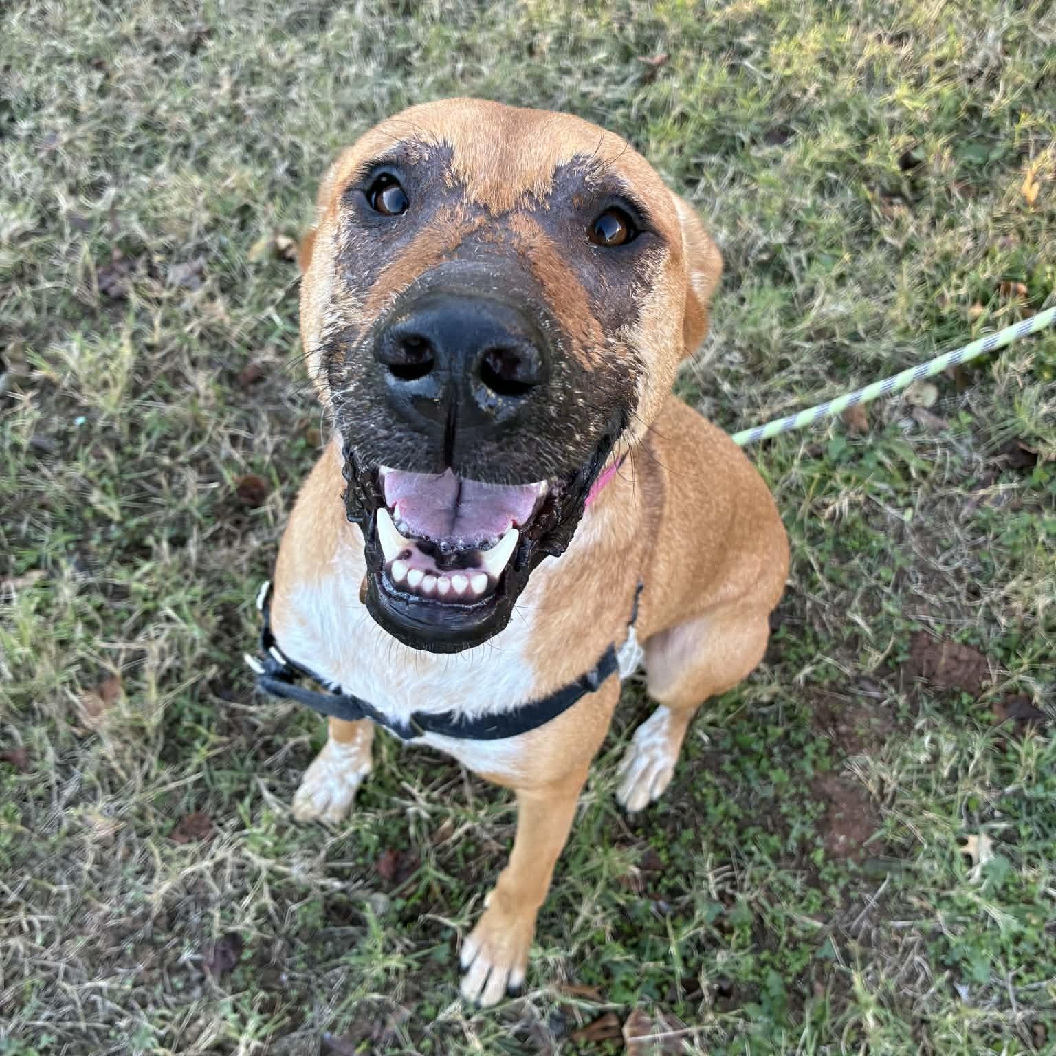 Ruby, a Adoptable mixed breed in Oklahoma City, OK image 2/6