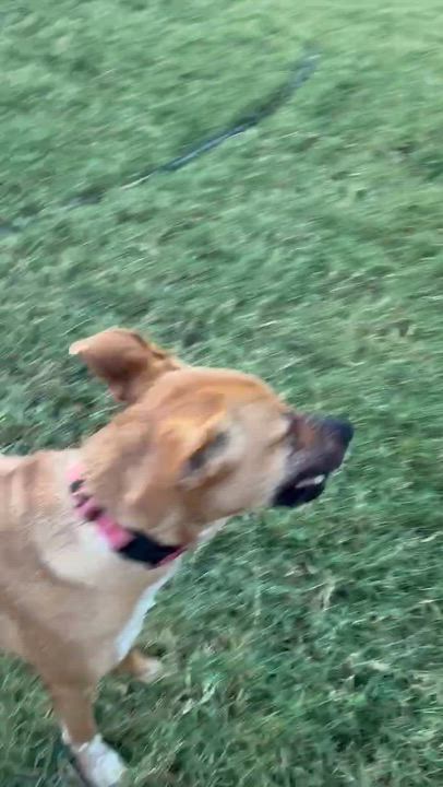Enlarge Ruby, a Adoptable mixed breed in Oklahoma City, OK video 5/6