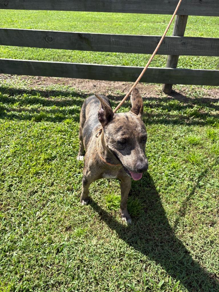 Janet, Adoptable, Adult Female Terrier.