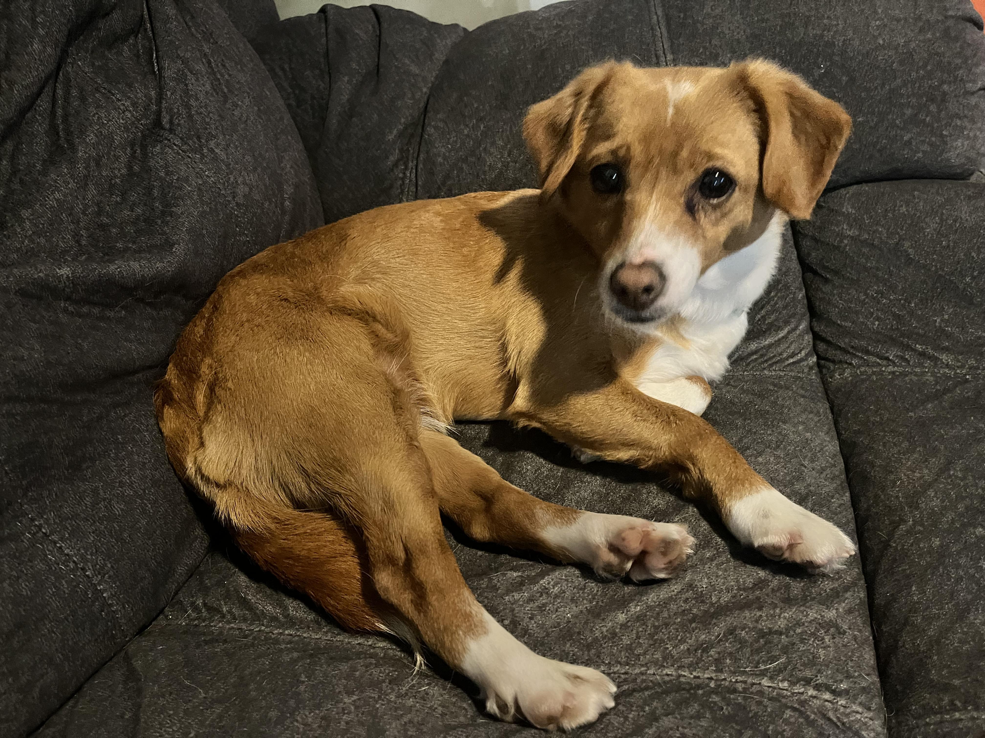 Joy, a ADOPTABLE Mixed Breed in Richmond, BC image 2/5