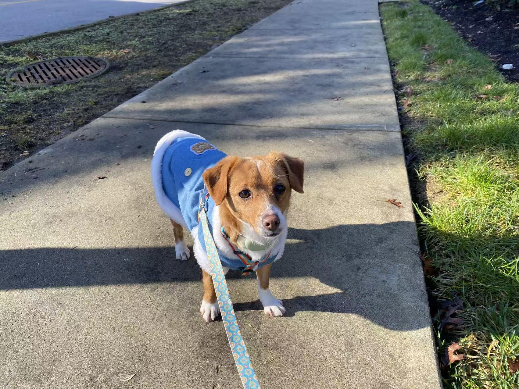 Joy, a ADOPTABLE Mixed Breed in Richmond, BC image 4/5