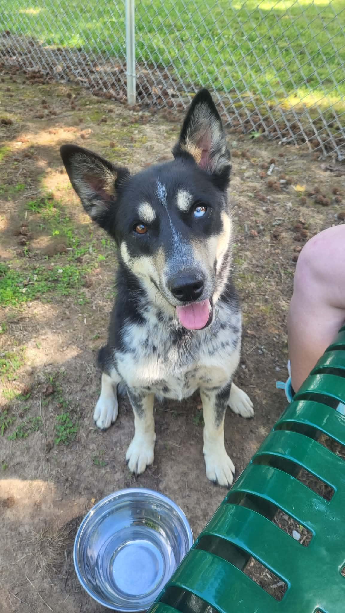 Astrid, adopted, Young Female Australian Cattle Dog / Blue Heeler & German Shepherd Dog.