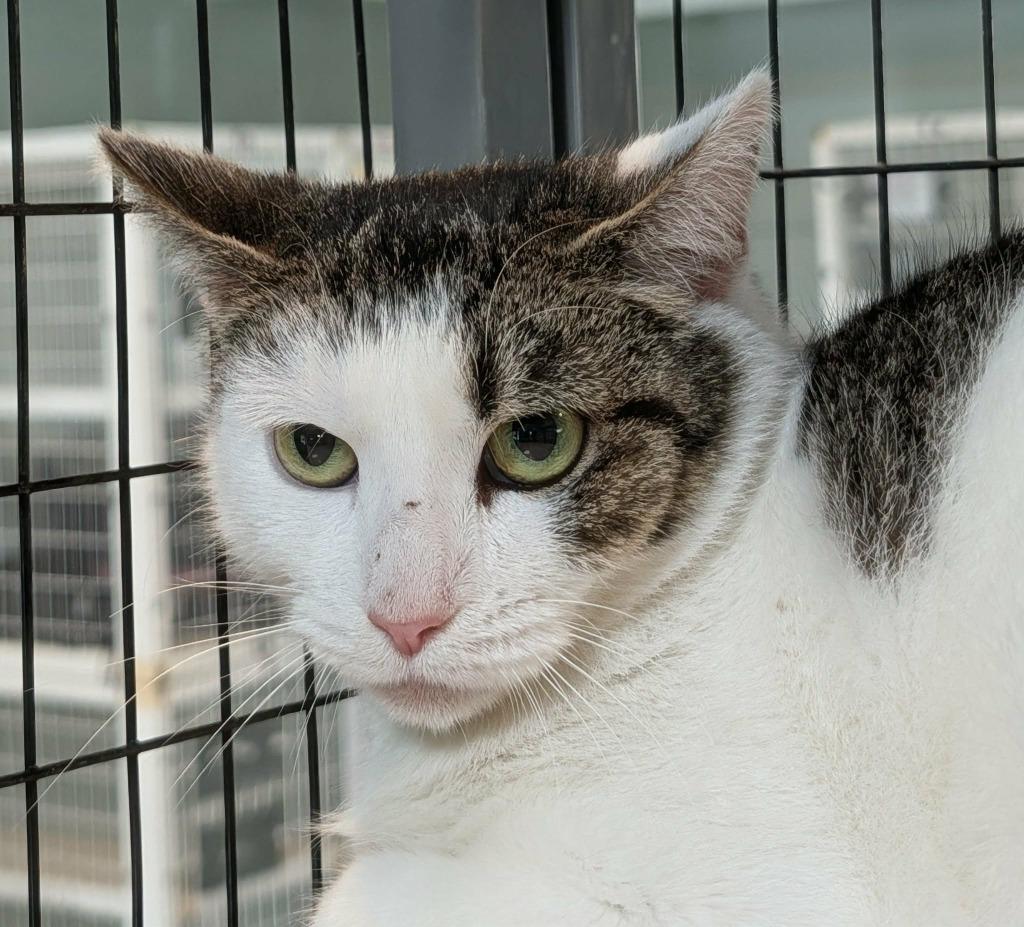 Enlarge Princess, a Adoptable mixed breed in Kingsland, GA image 1/1