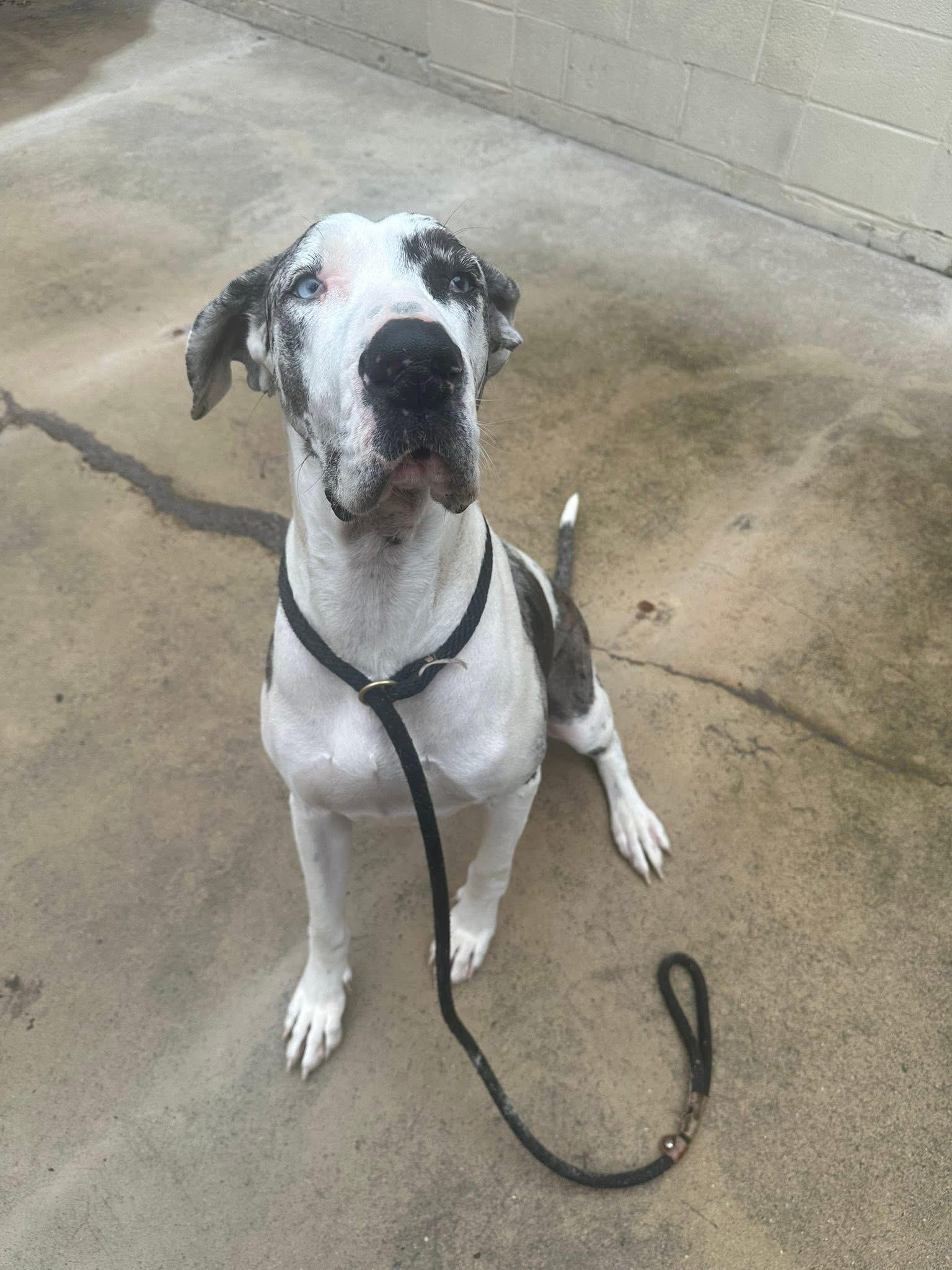 Enlarge Chestnut, an adopted Great Dane in Myerstown, PA image 1/5