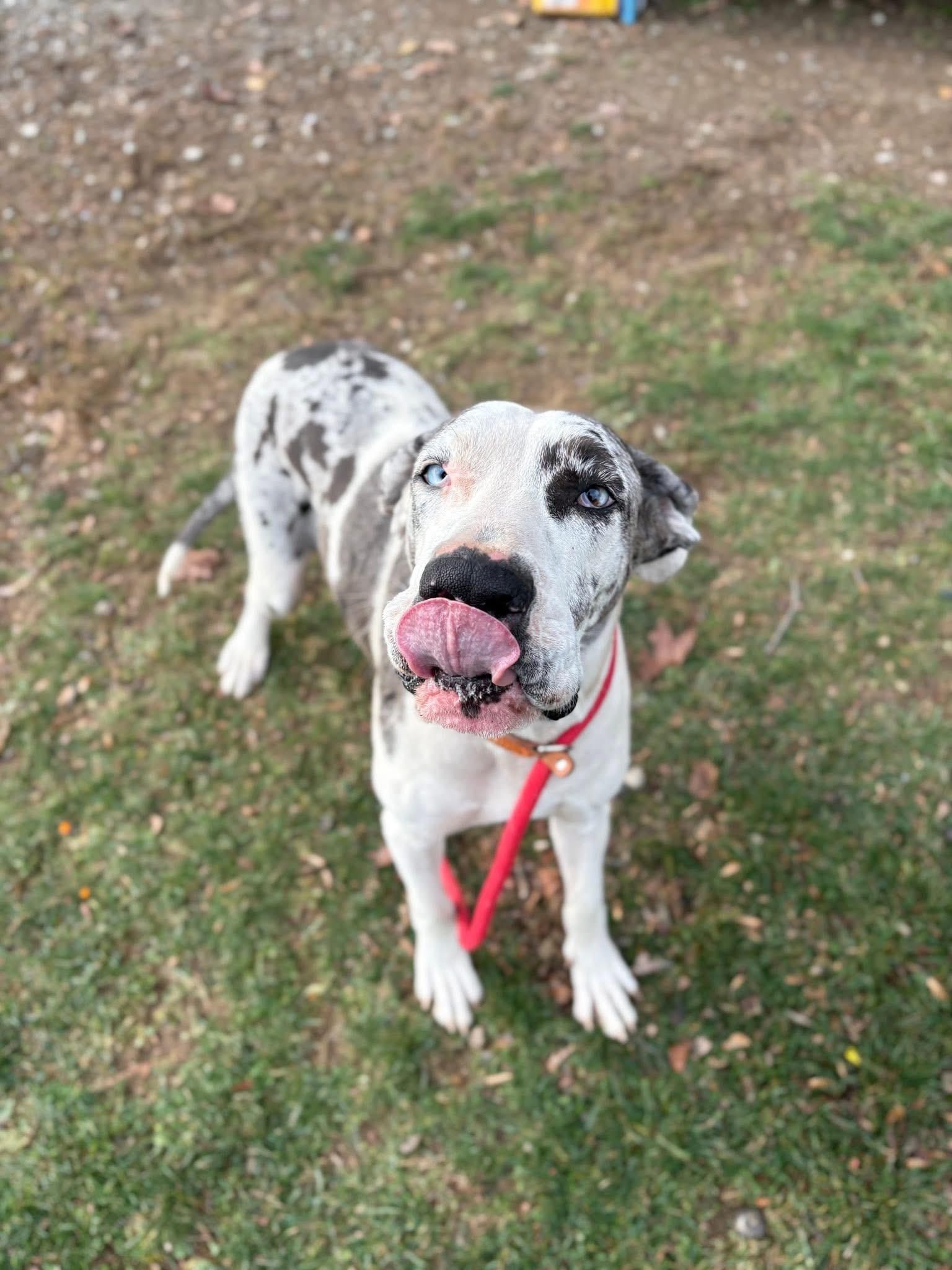 Enlarge Chestnut, an adopted Great Dane in Myerstown, PA image 2/5