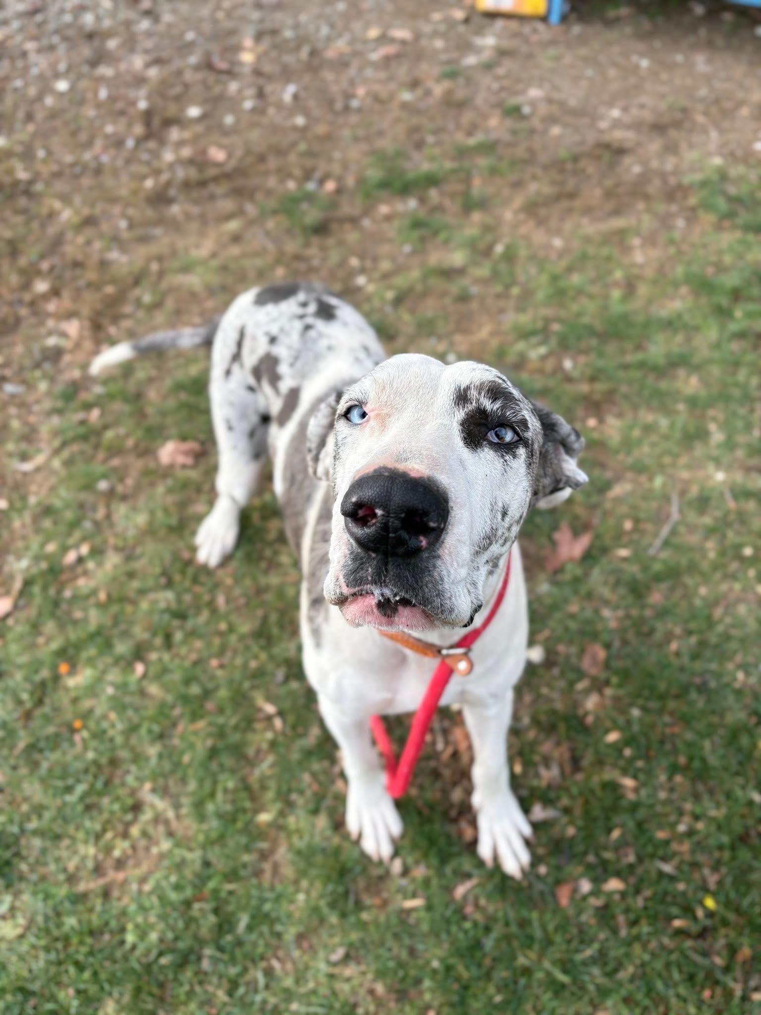 Enlarge Chestnut, an adopted Great Dane in Myerstown, PA image 3/5