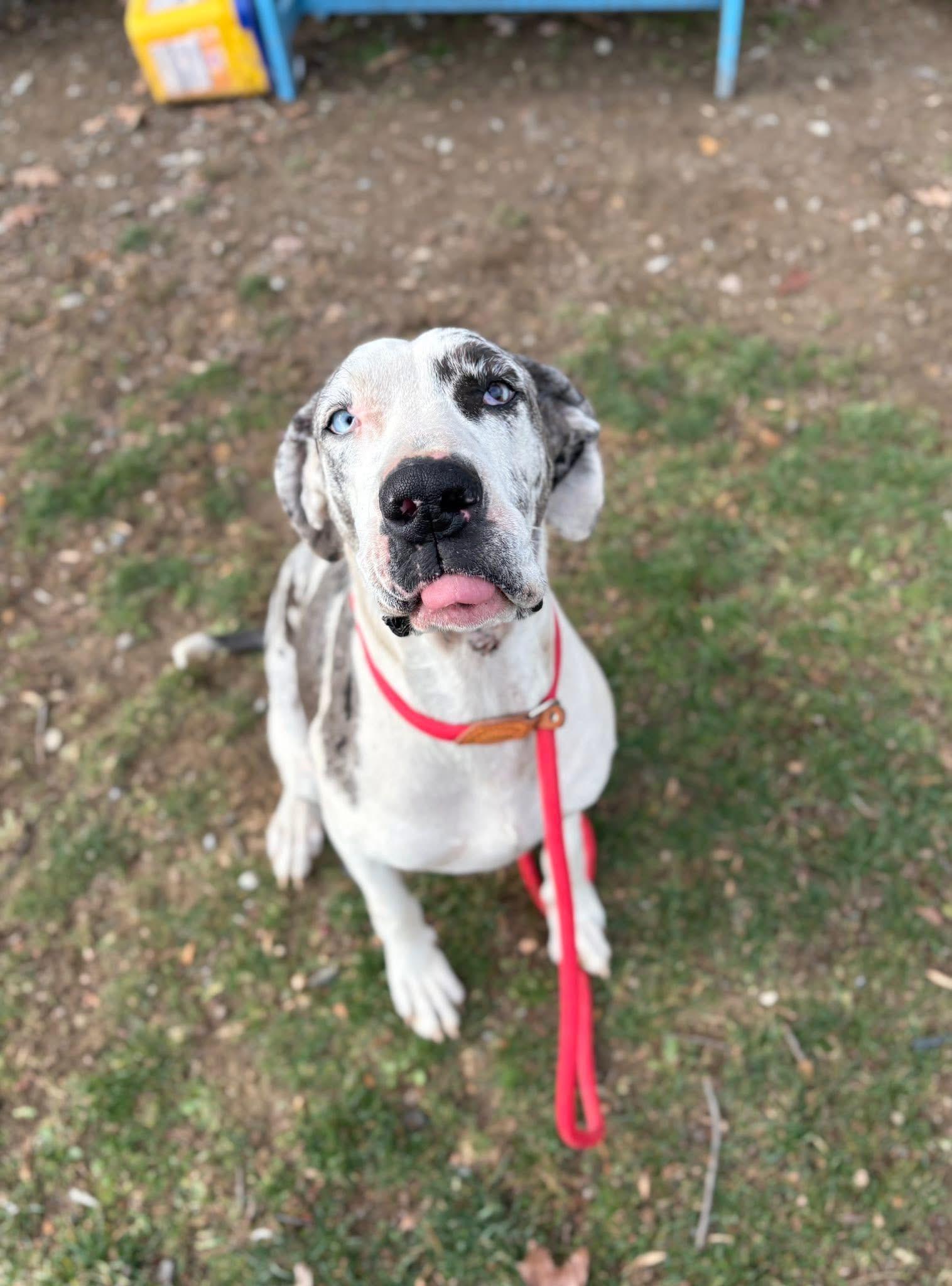 Enlarge Chestnut, an adopted Great Dane in Myerstown, PA image 4/5