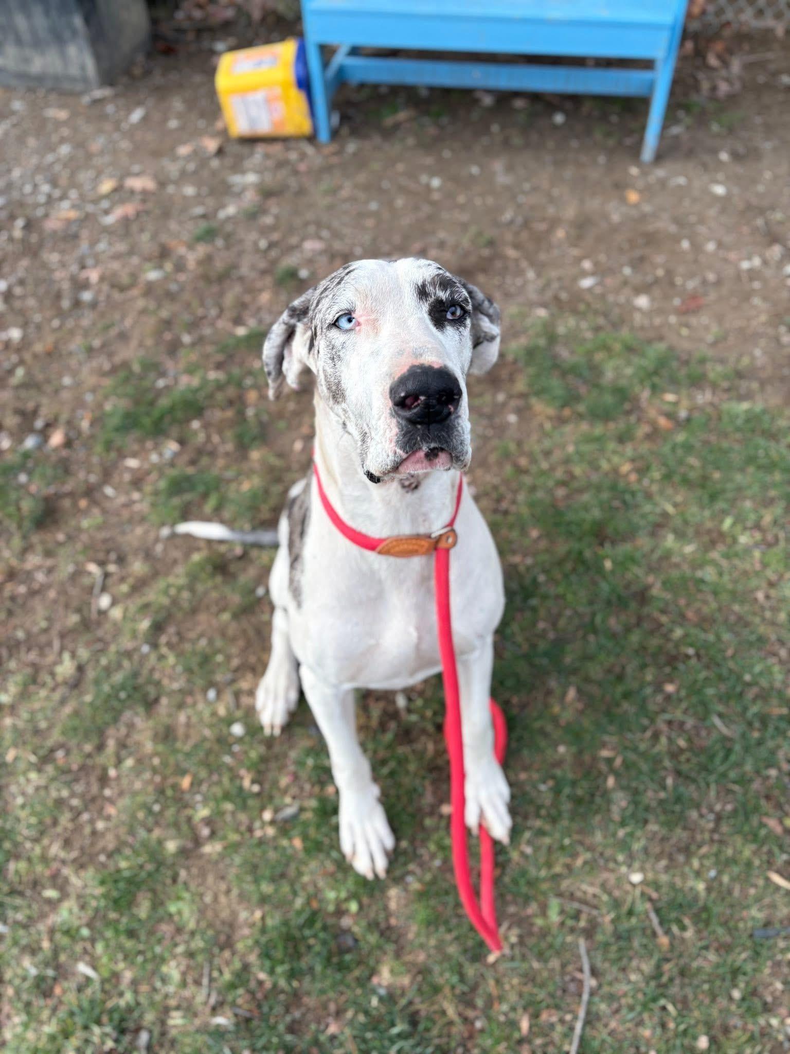 Enlarge Chestnut, an adopted Great Dane in Myerstown, PA image 5/5