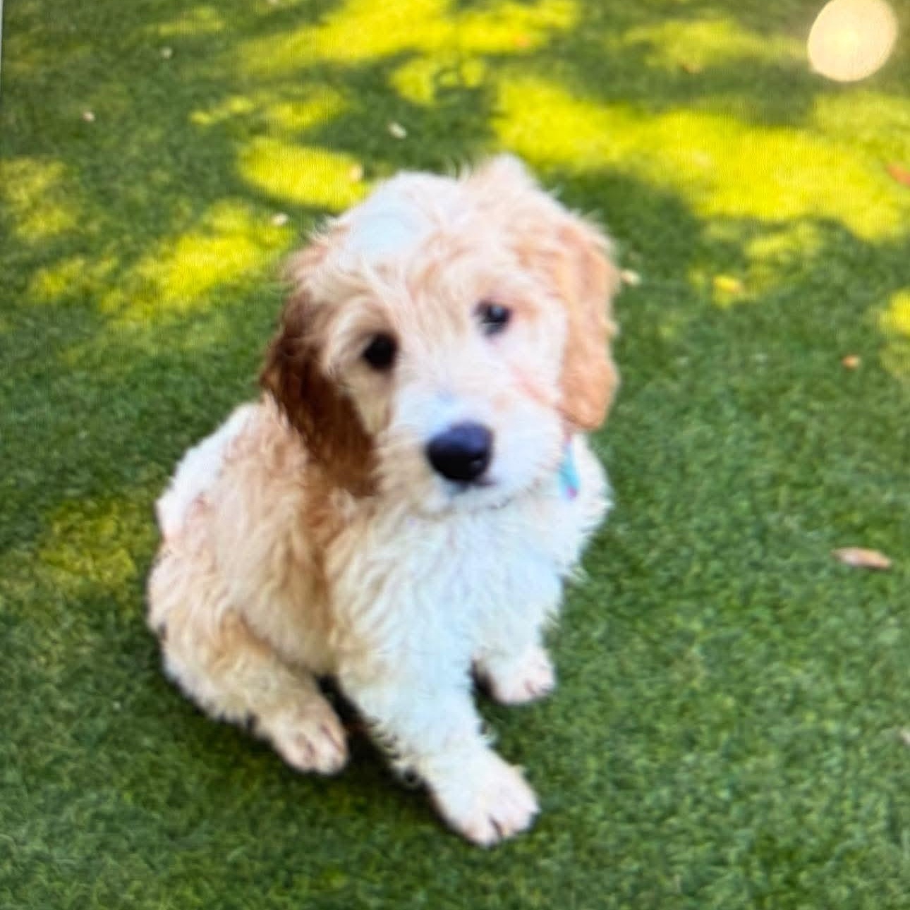 Enlarge Angel, an adopted mixed breed in Winter haven, FL image 1/1