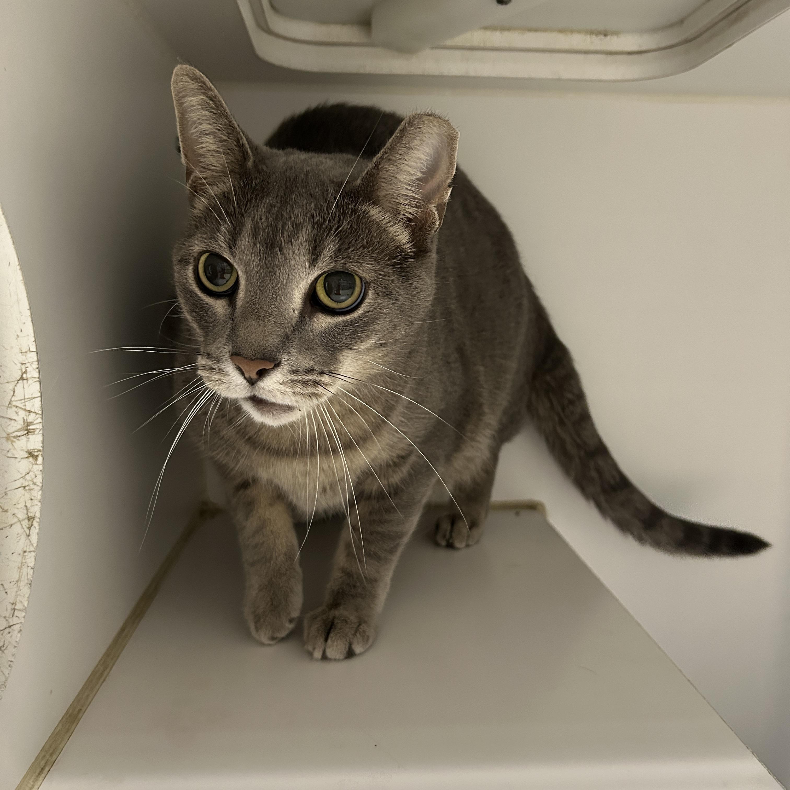 Stellie, Adoptable, Adult Male Domestic Short Hair.