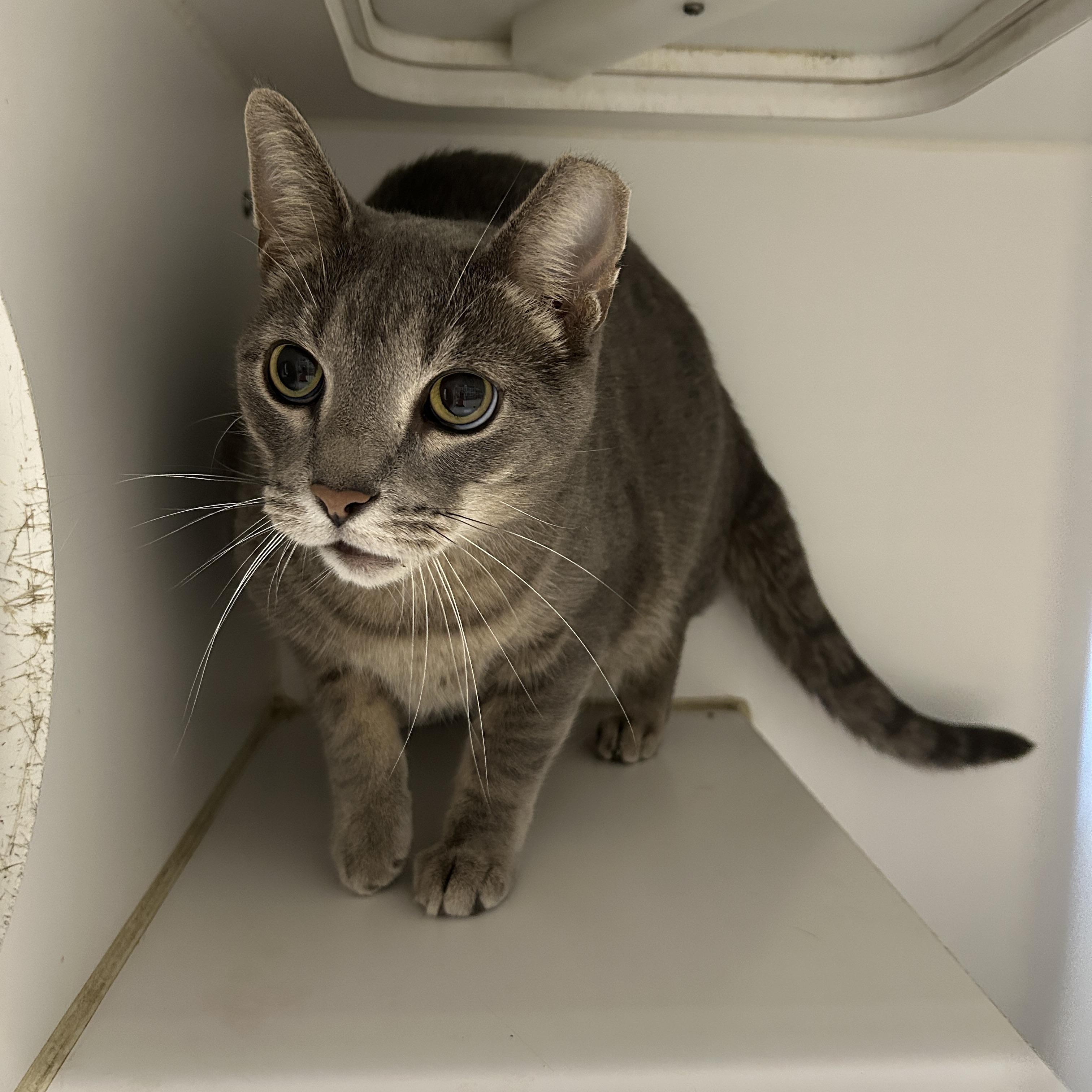 Enlarge Stellie, a Adoptable Domestic Short Hair in La Grange Park, IL image 4/4
