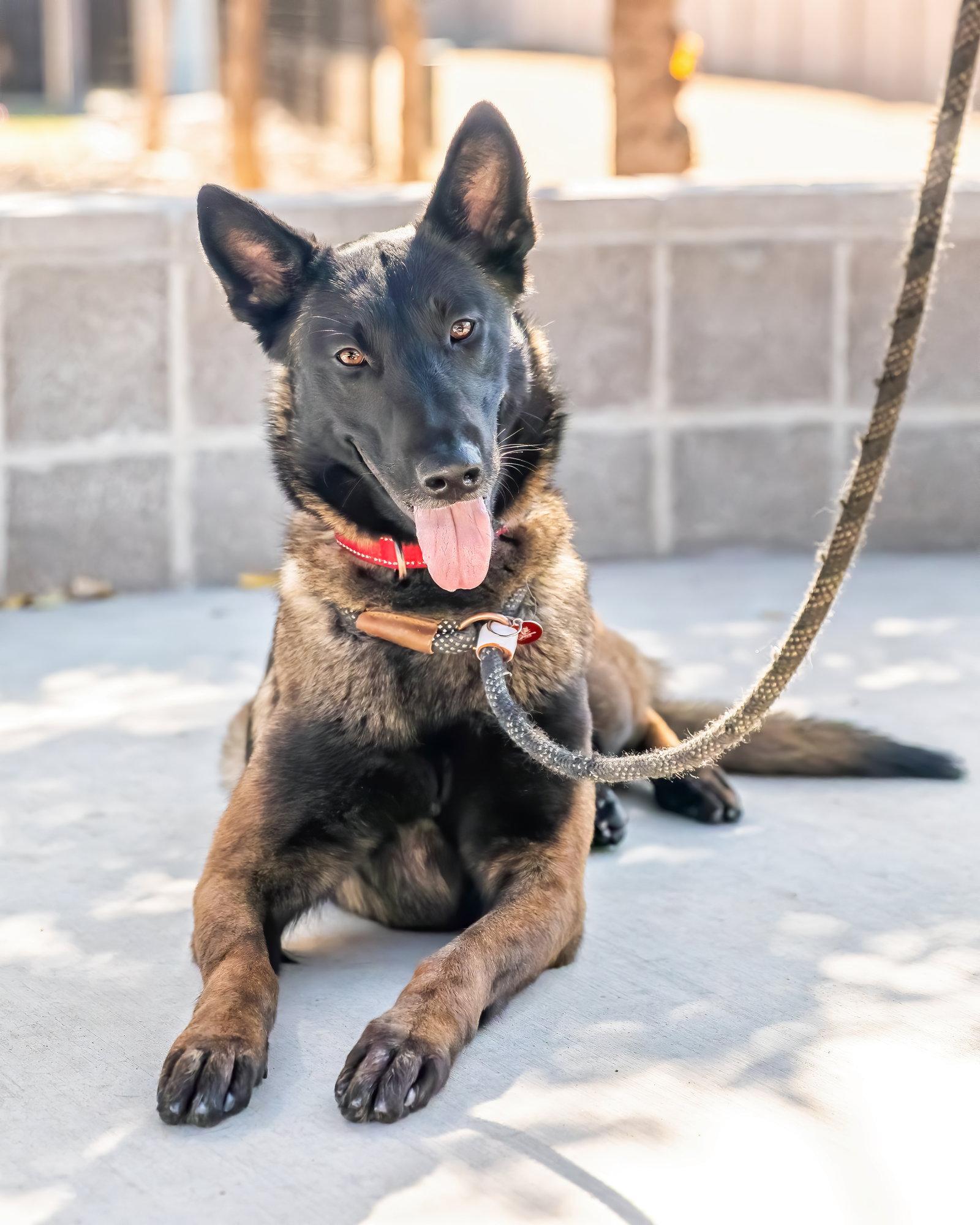 VERONICA, Adoptable, Adult Female Belgian Shepherd / Malinois.