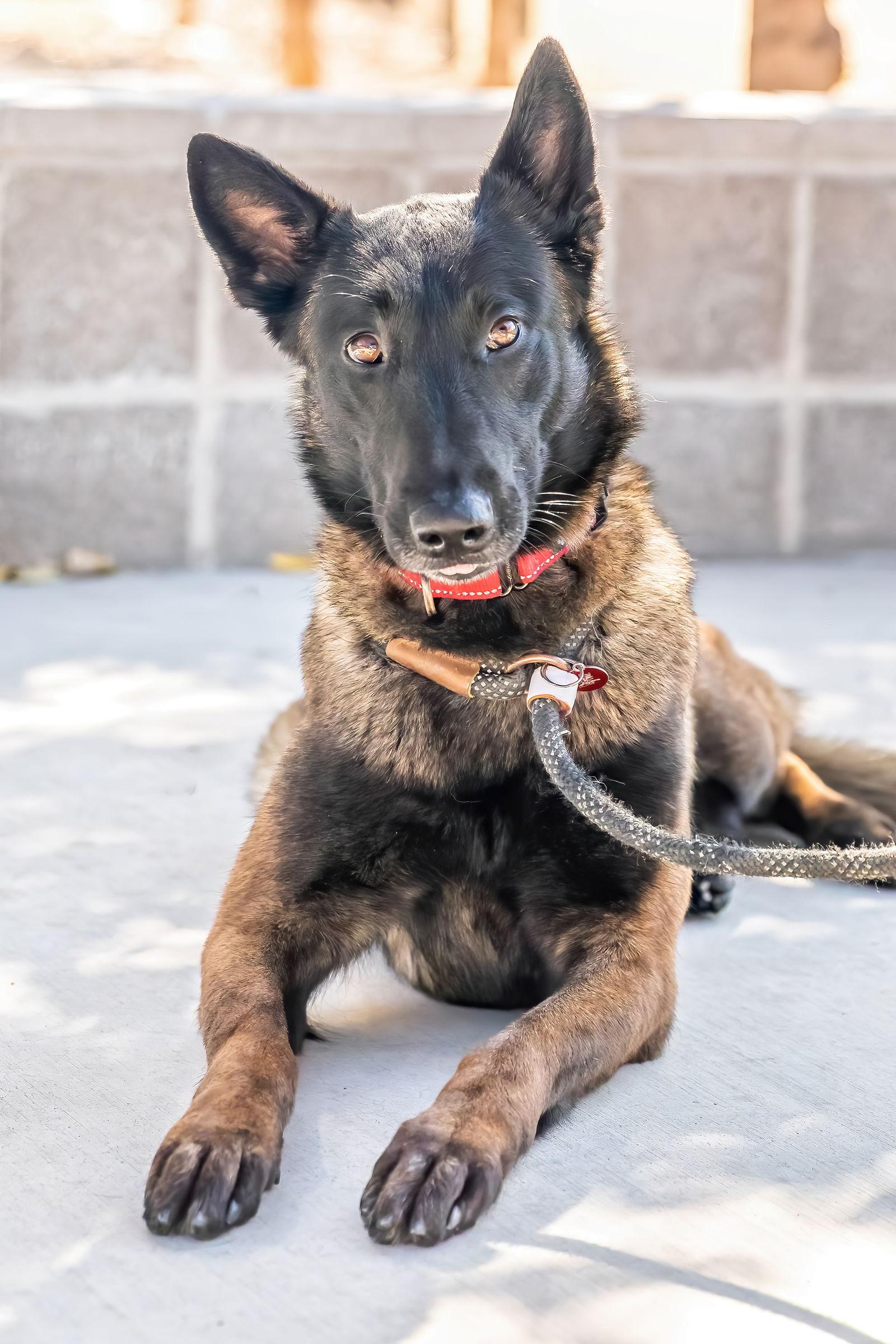 Enlarge VERONICA, a Adoptable Belgian Shepherd / Malinois in Scottsdale, AZ image 1/3