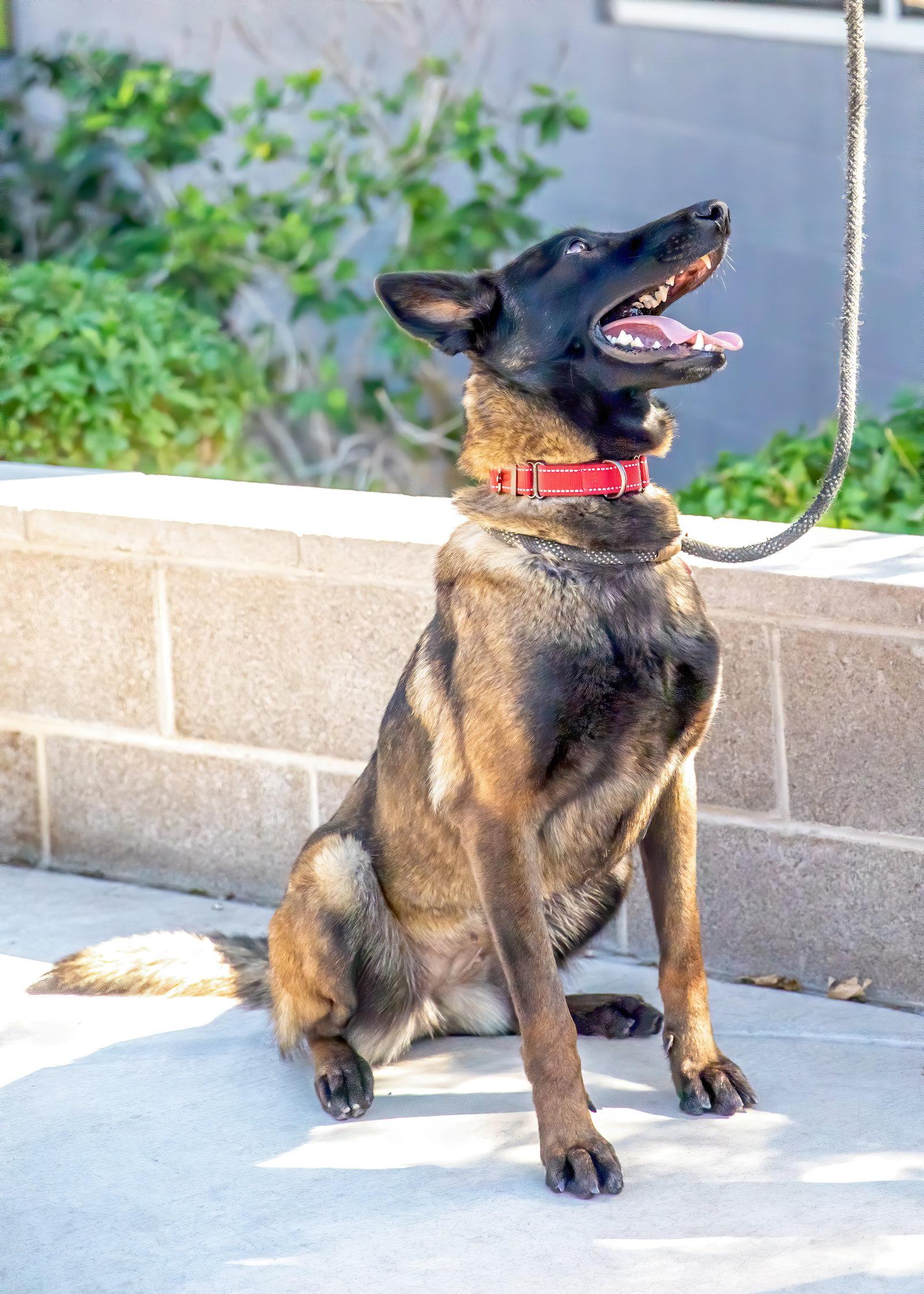 VERONICA, a Adoptable Belgian Shepherd / Malinois in Scottsdale, AZ image 2/3