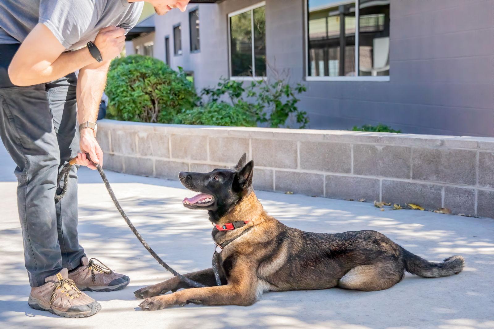 Enlarge VERONICA, a Adoptable Belgian Shepherd / Malinois in Scottsdale, AZ image 2/3